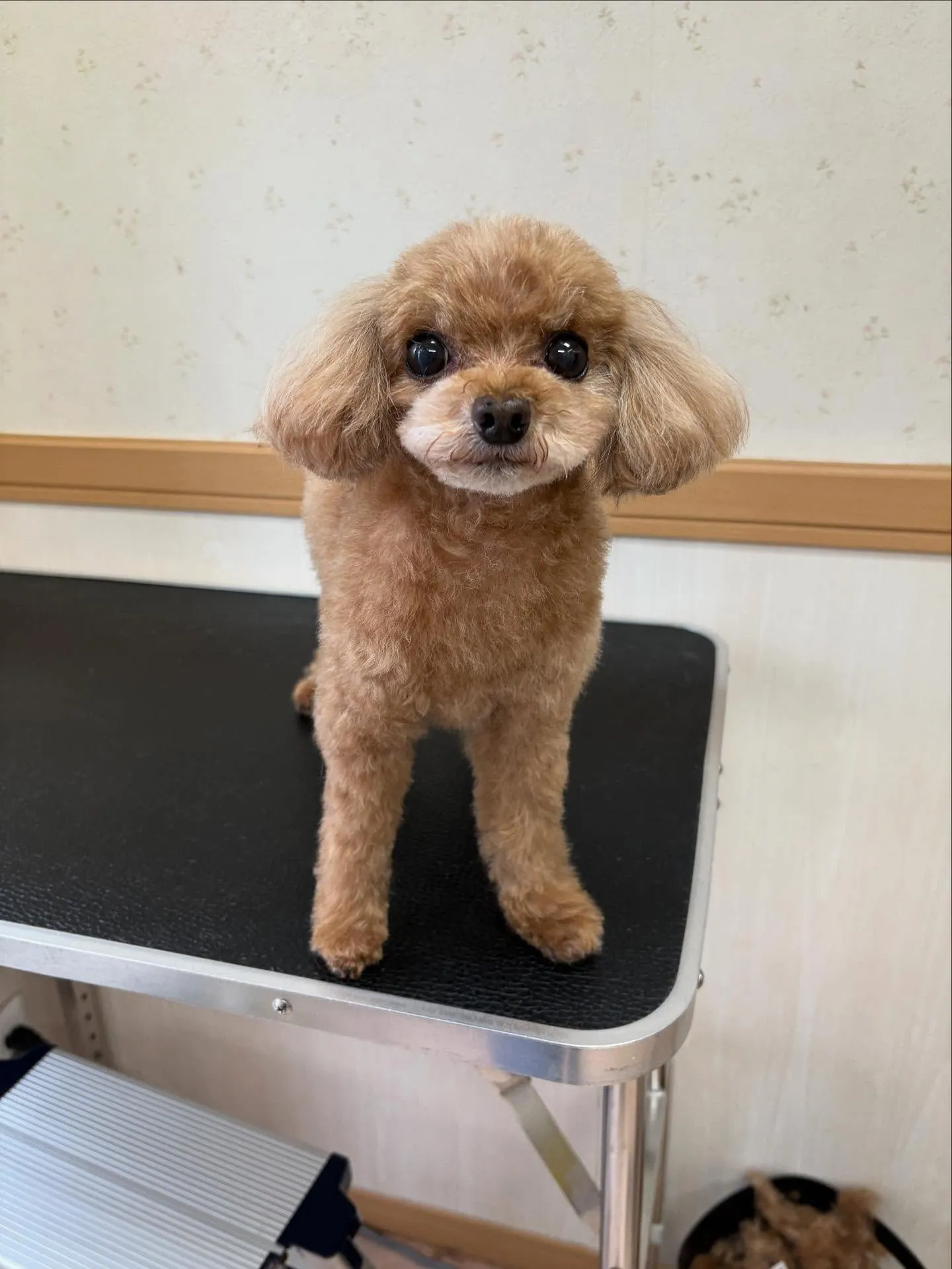 犬のトリミング✂️