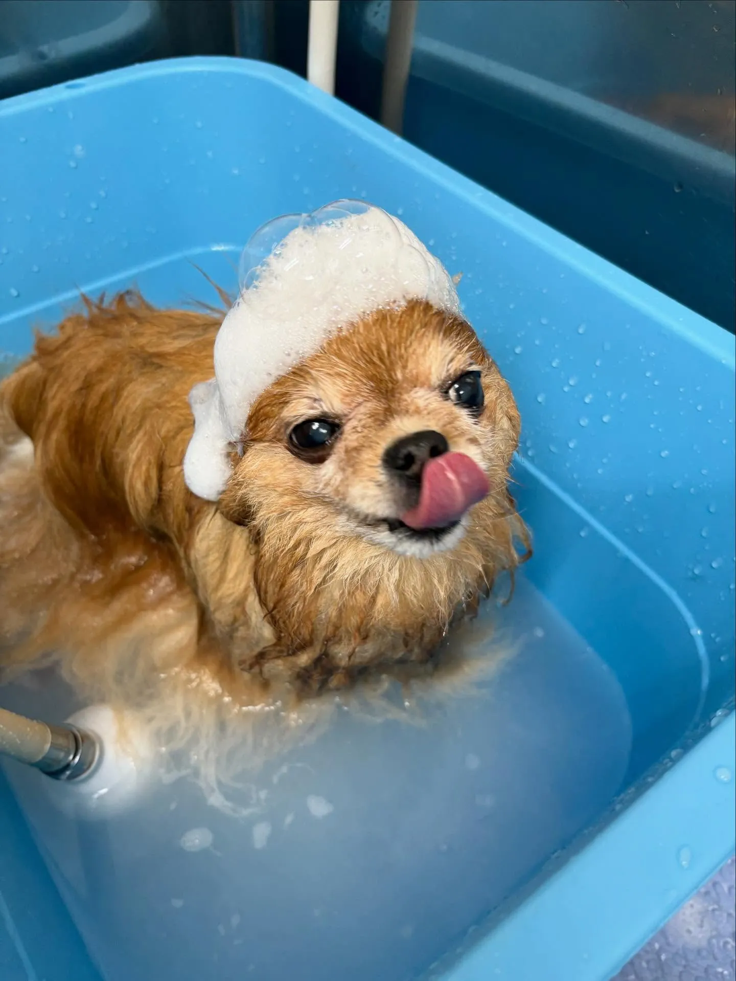 犬のトリミング✂️