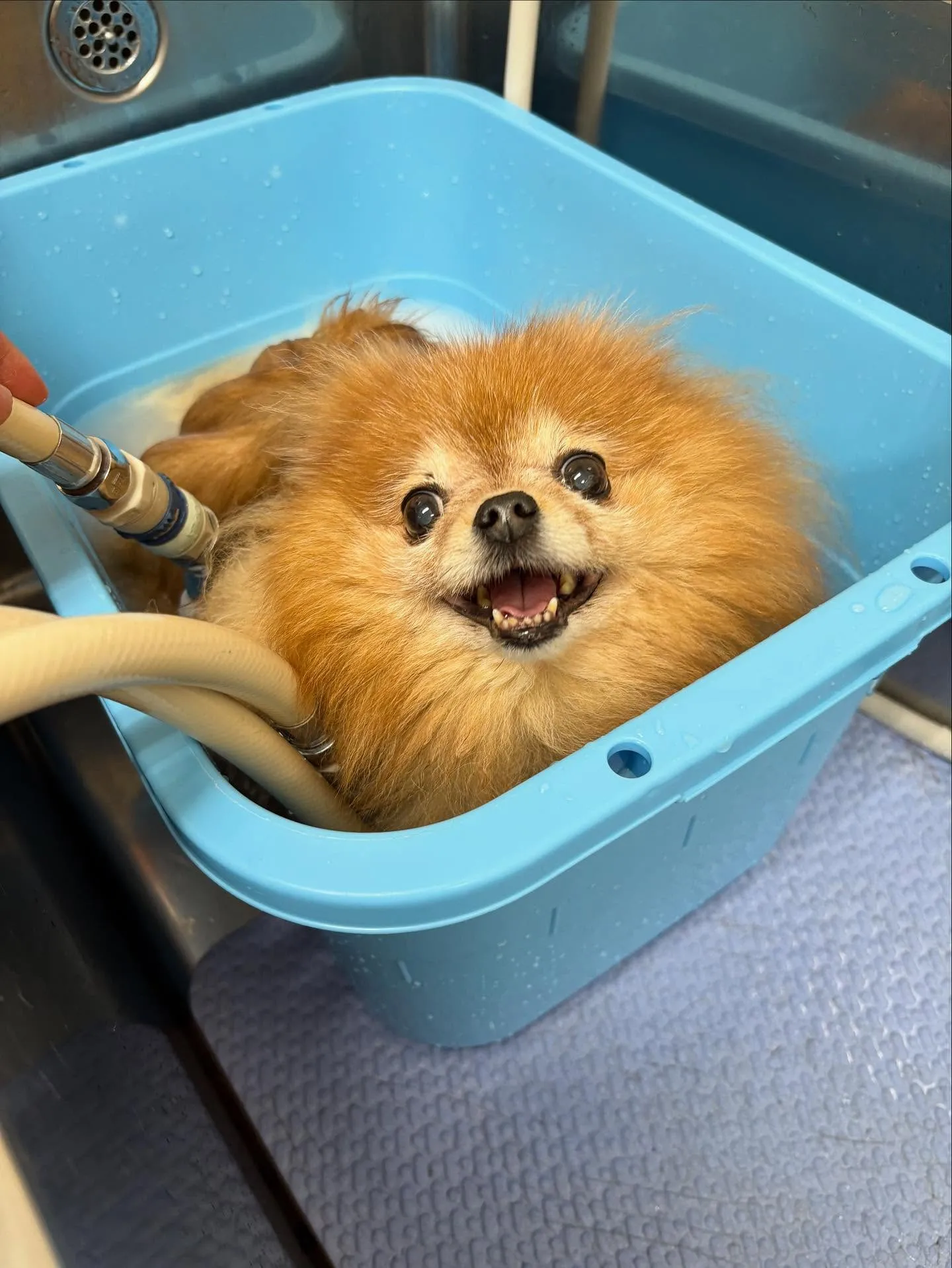 犬のトリミング✂️