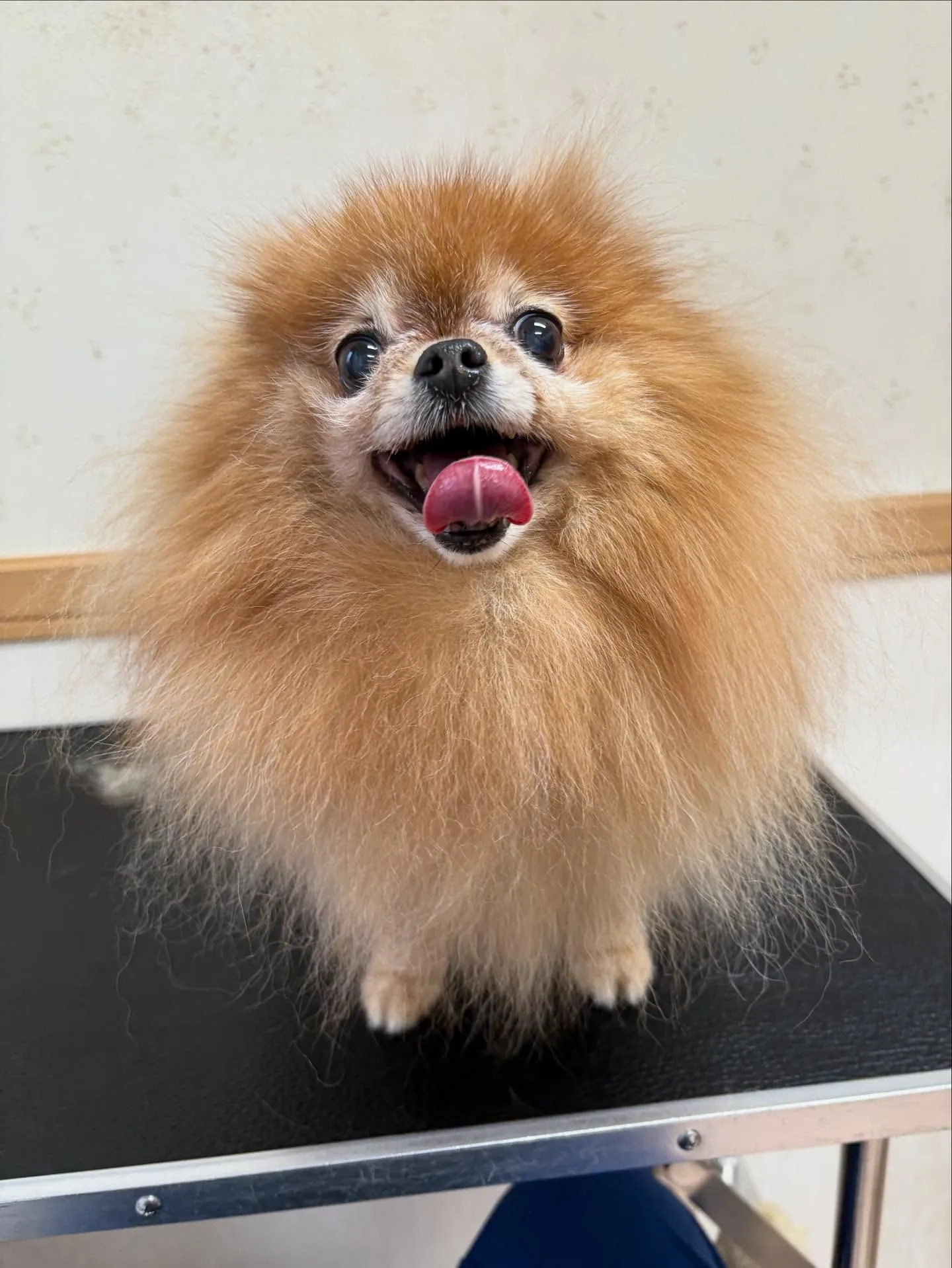 犬のトリミング✂️