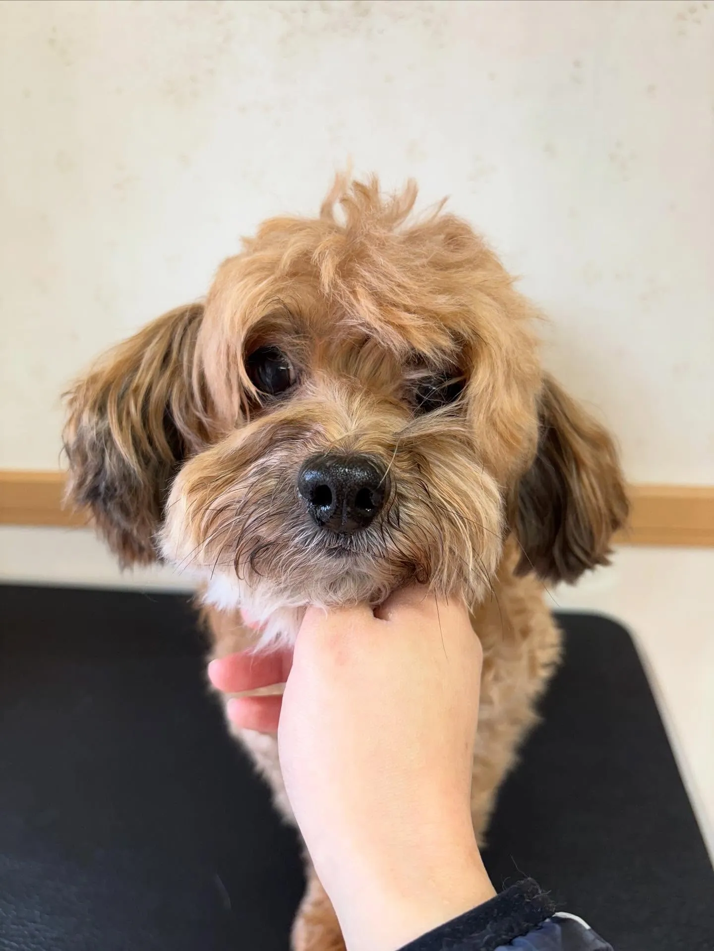 犬のトリミング✂️