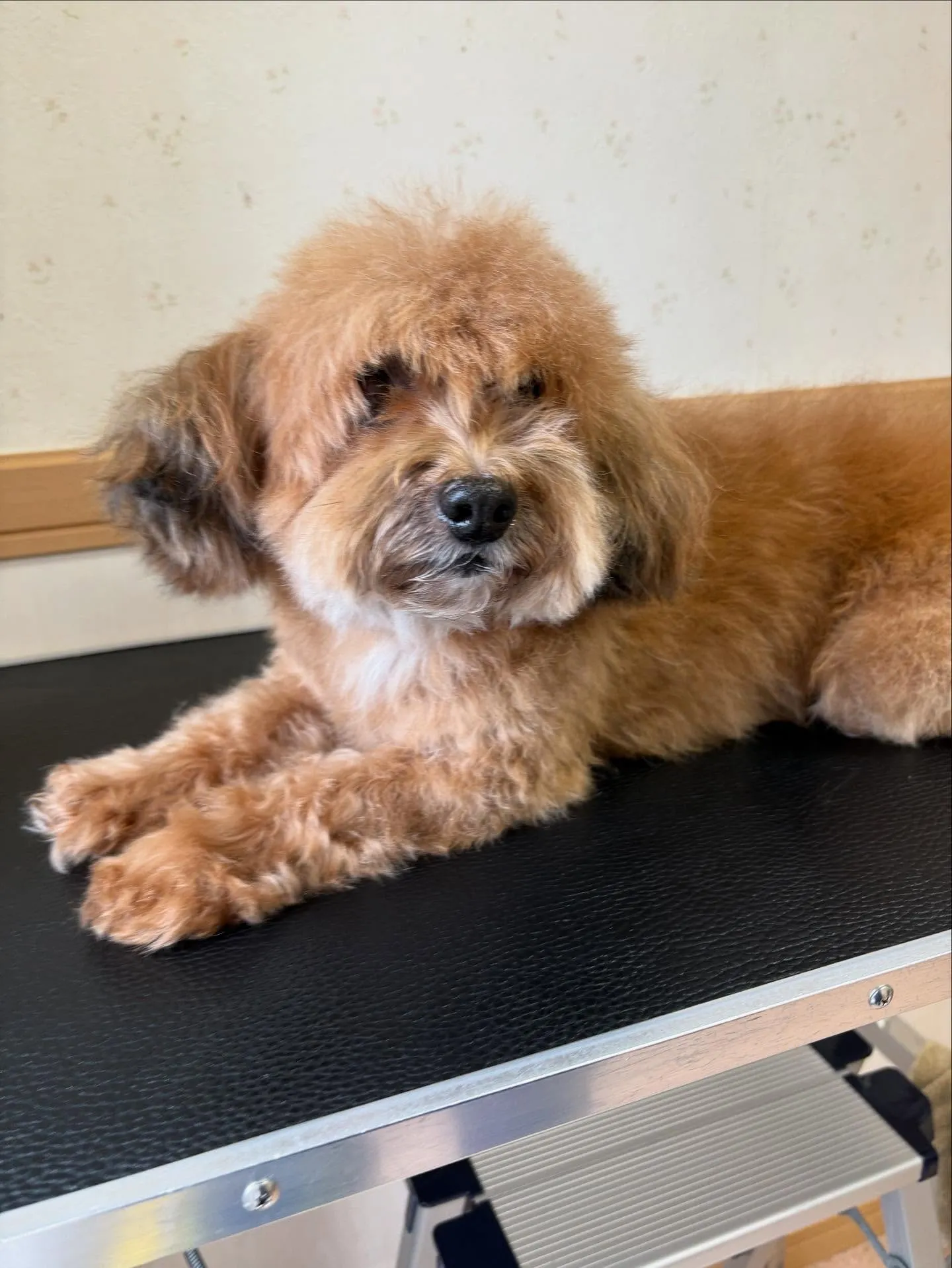 犬のトリミング✂️