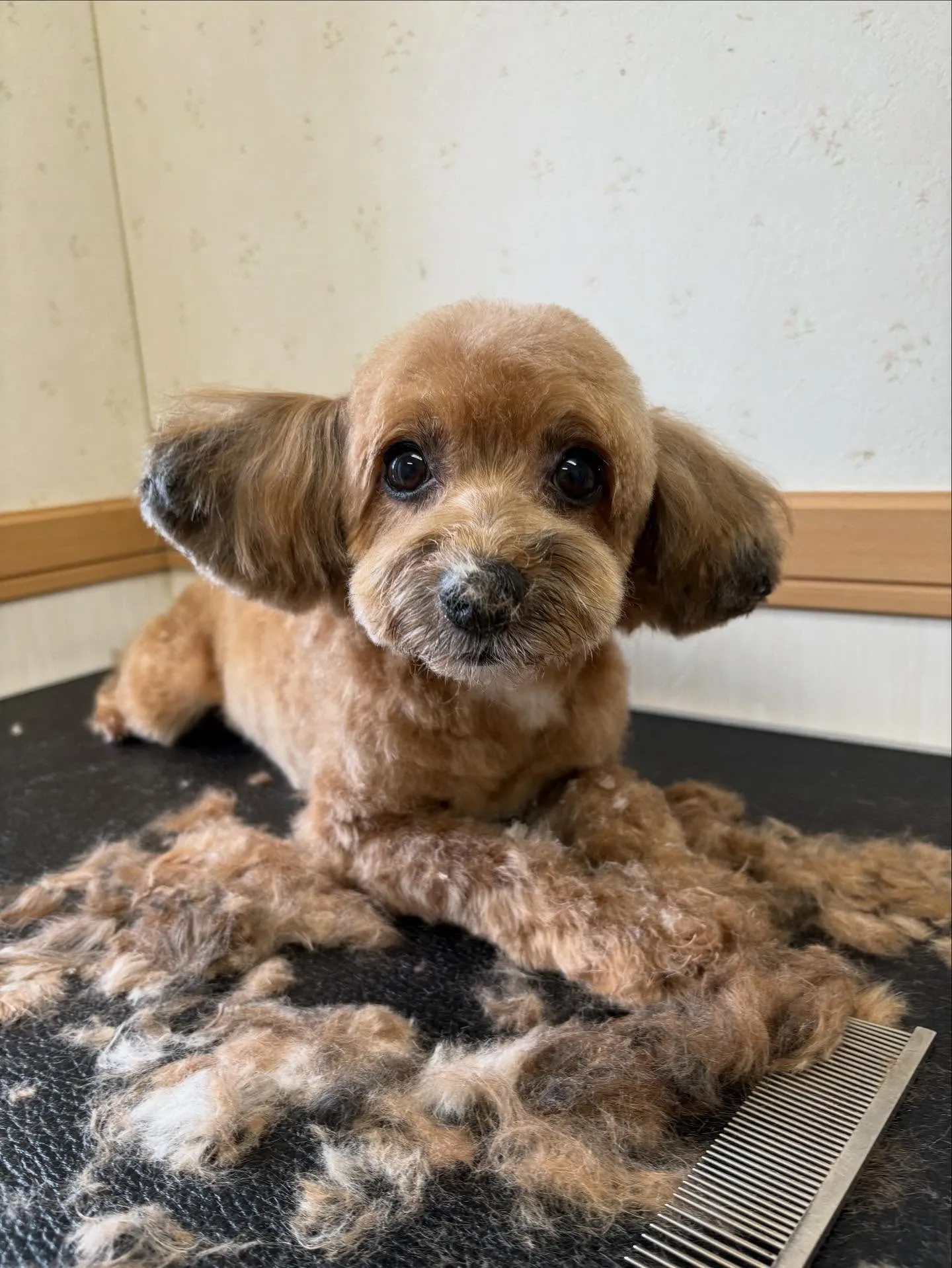 犬のトリミング✂️