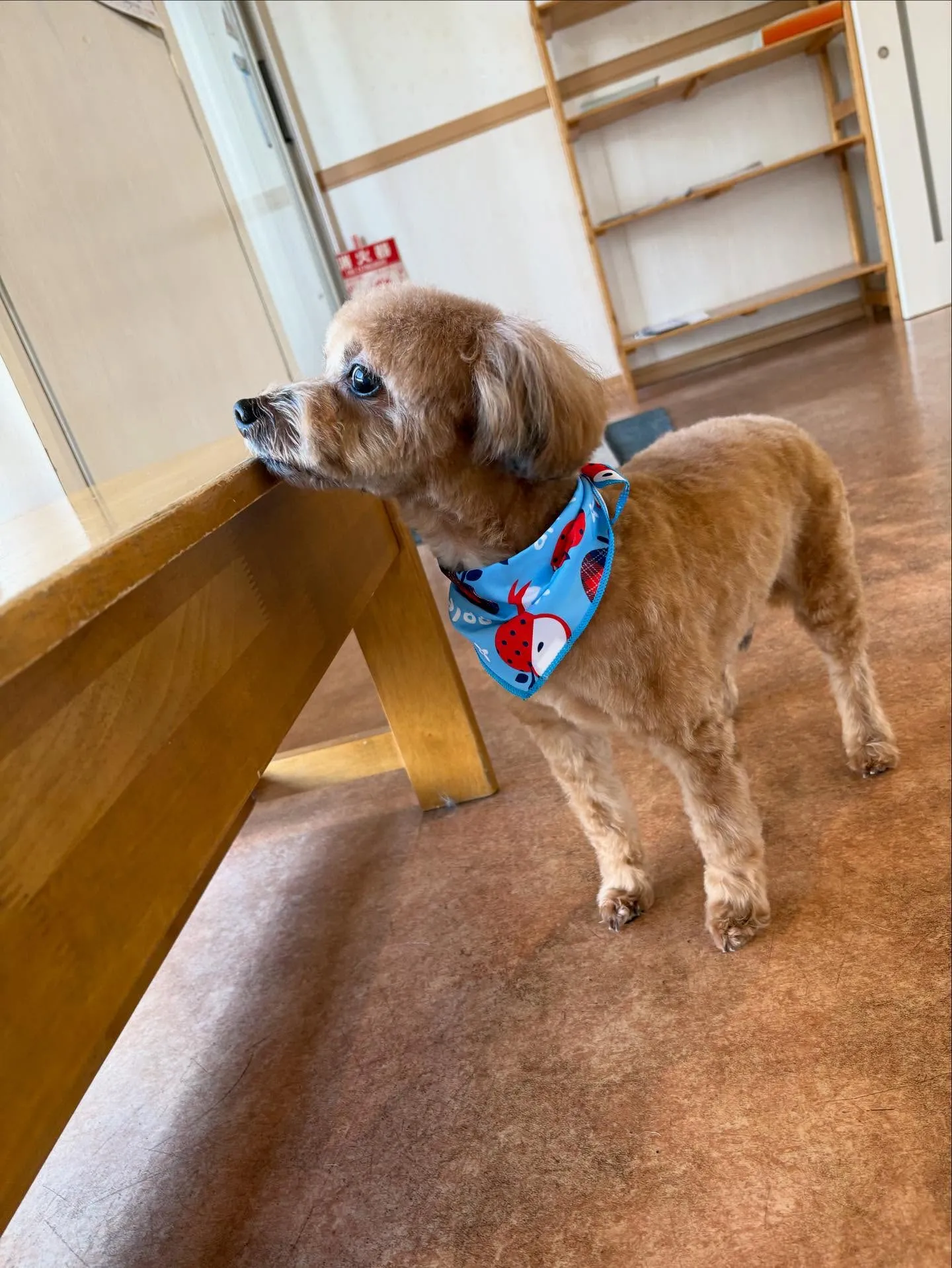 犬のトリミング✂️