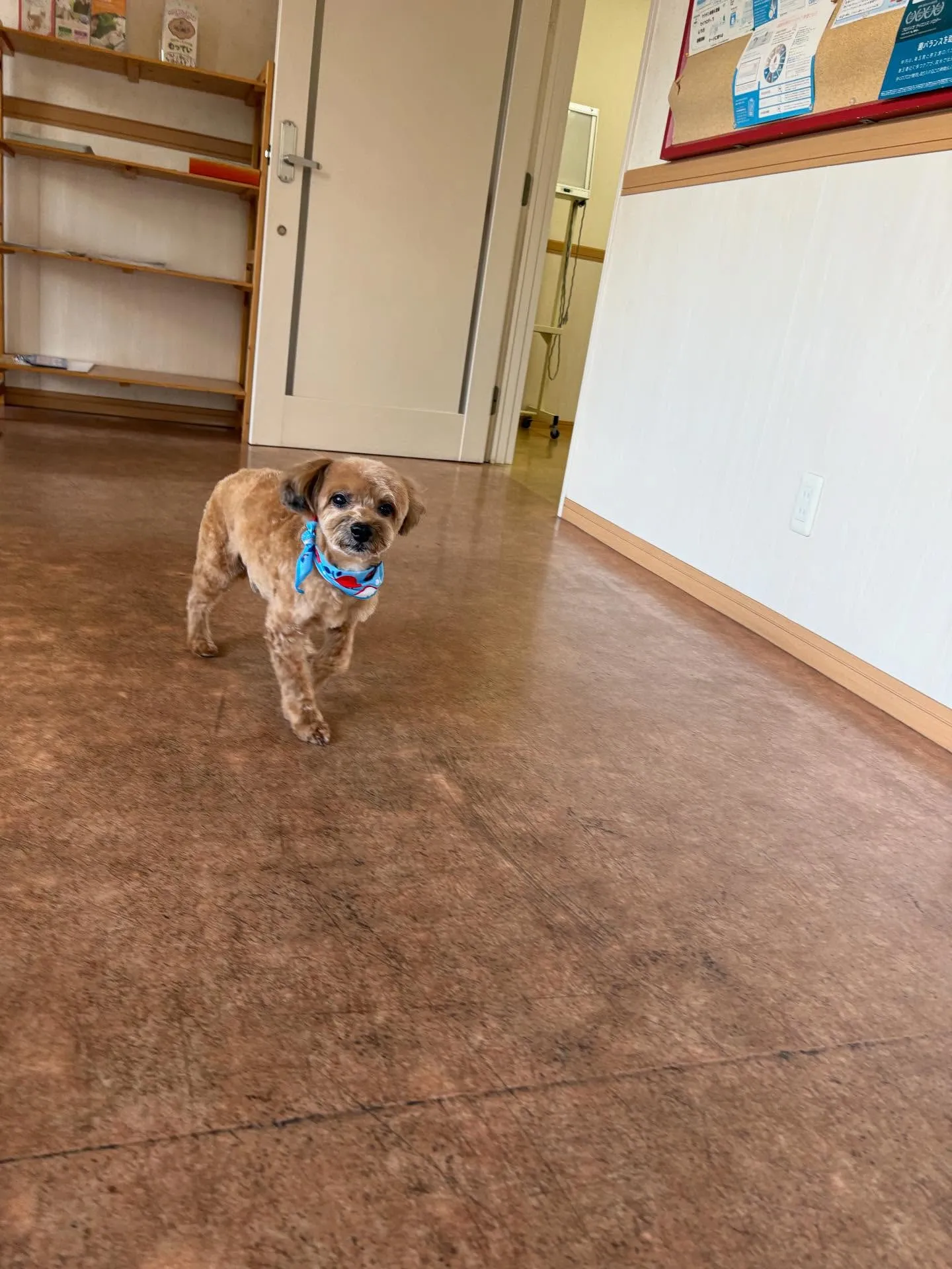 犬のトリミング✂️