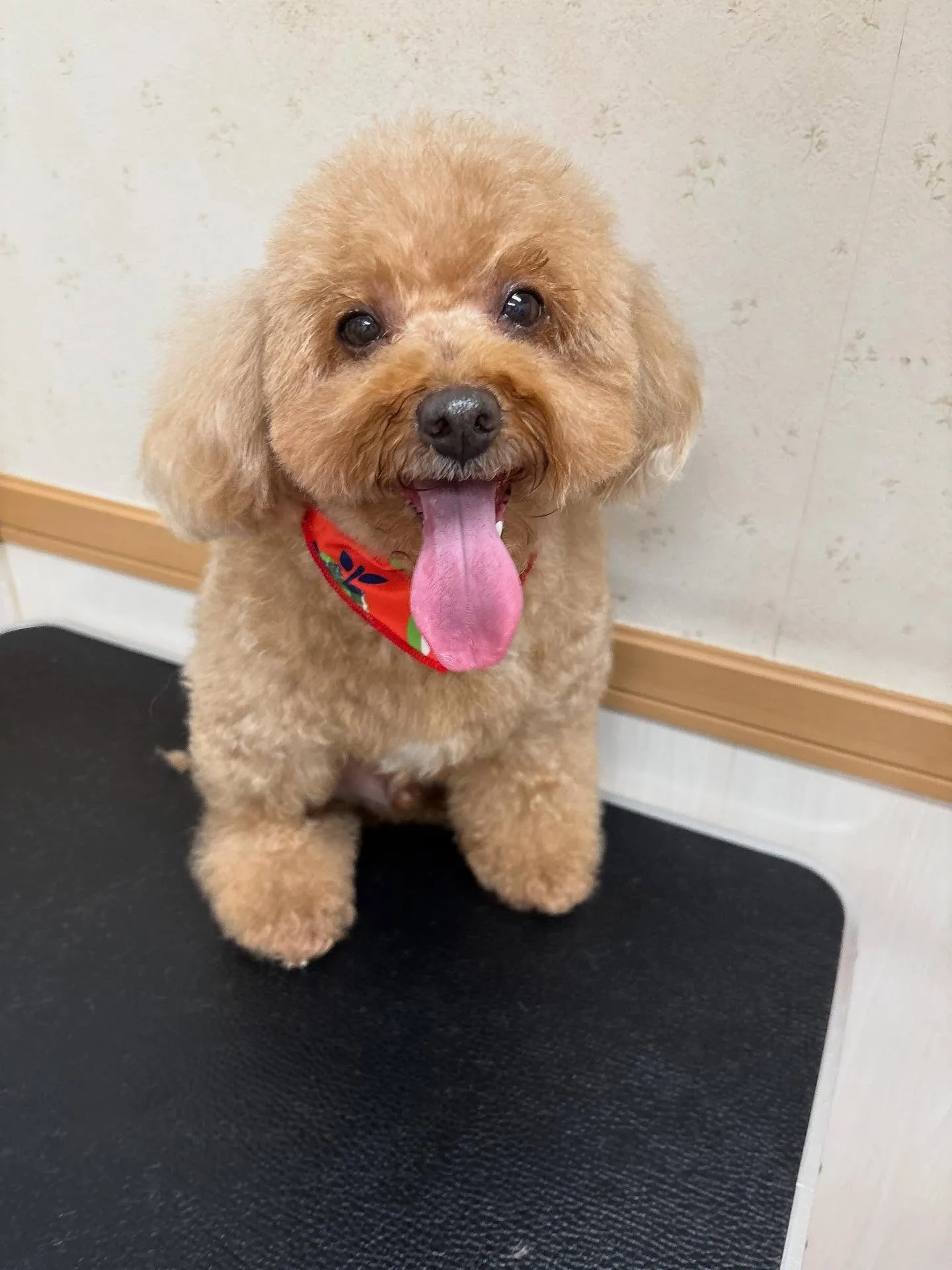 犬のトリミング✂️