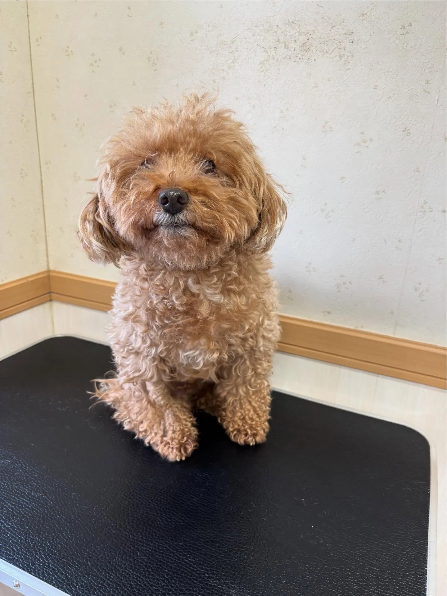 犬のトリミング✂️