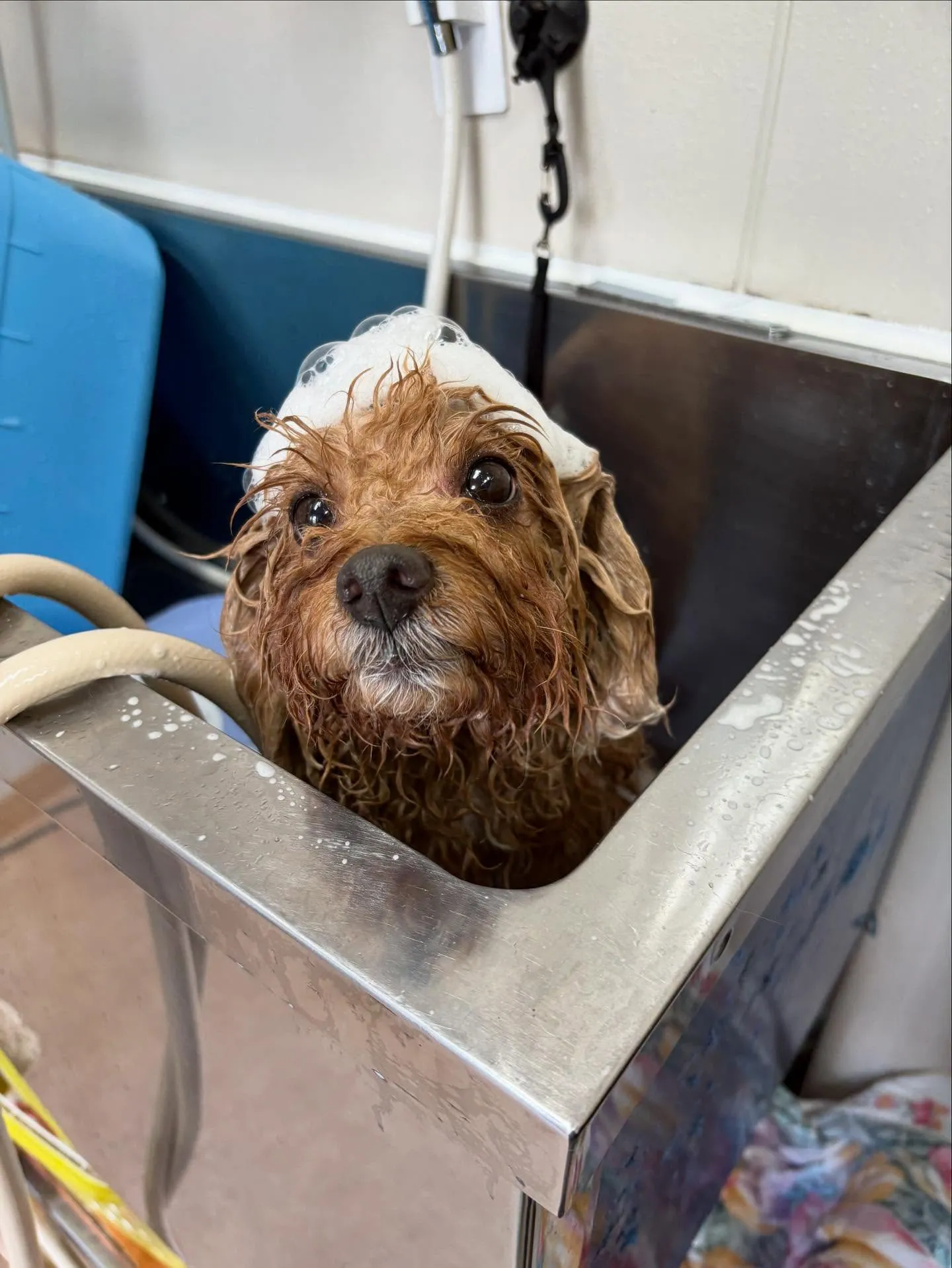 犬のトリミング✂️