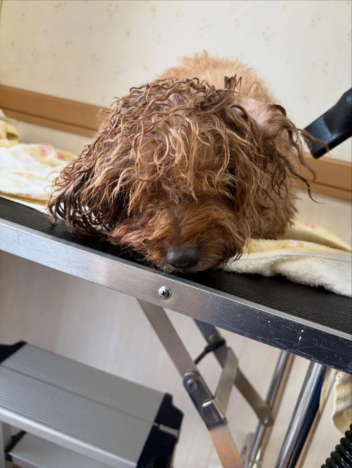 犬のトリミング✂️