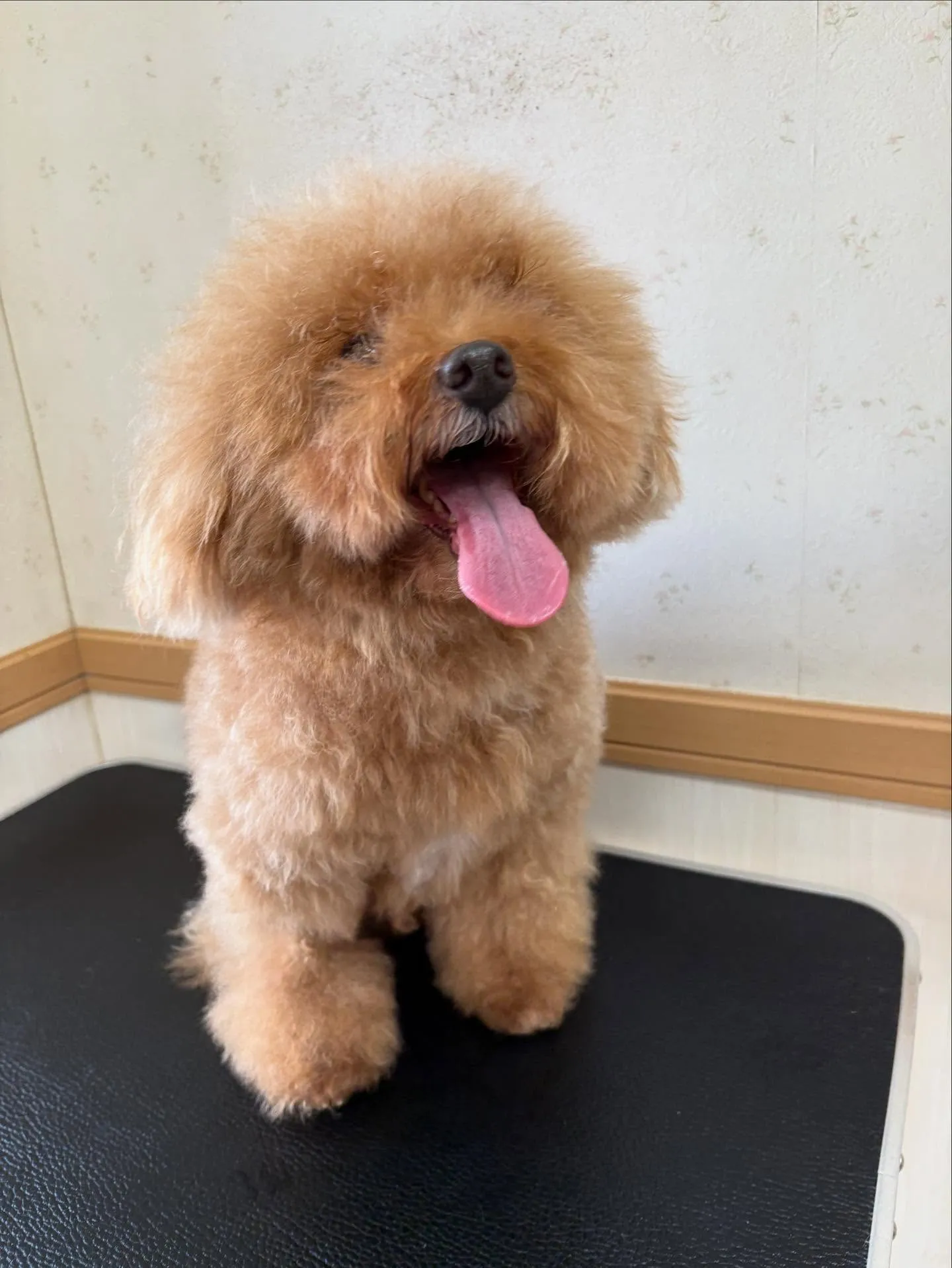 犬のトリミング✂️