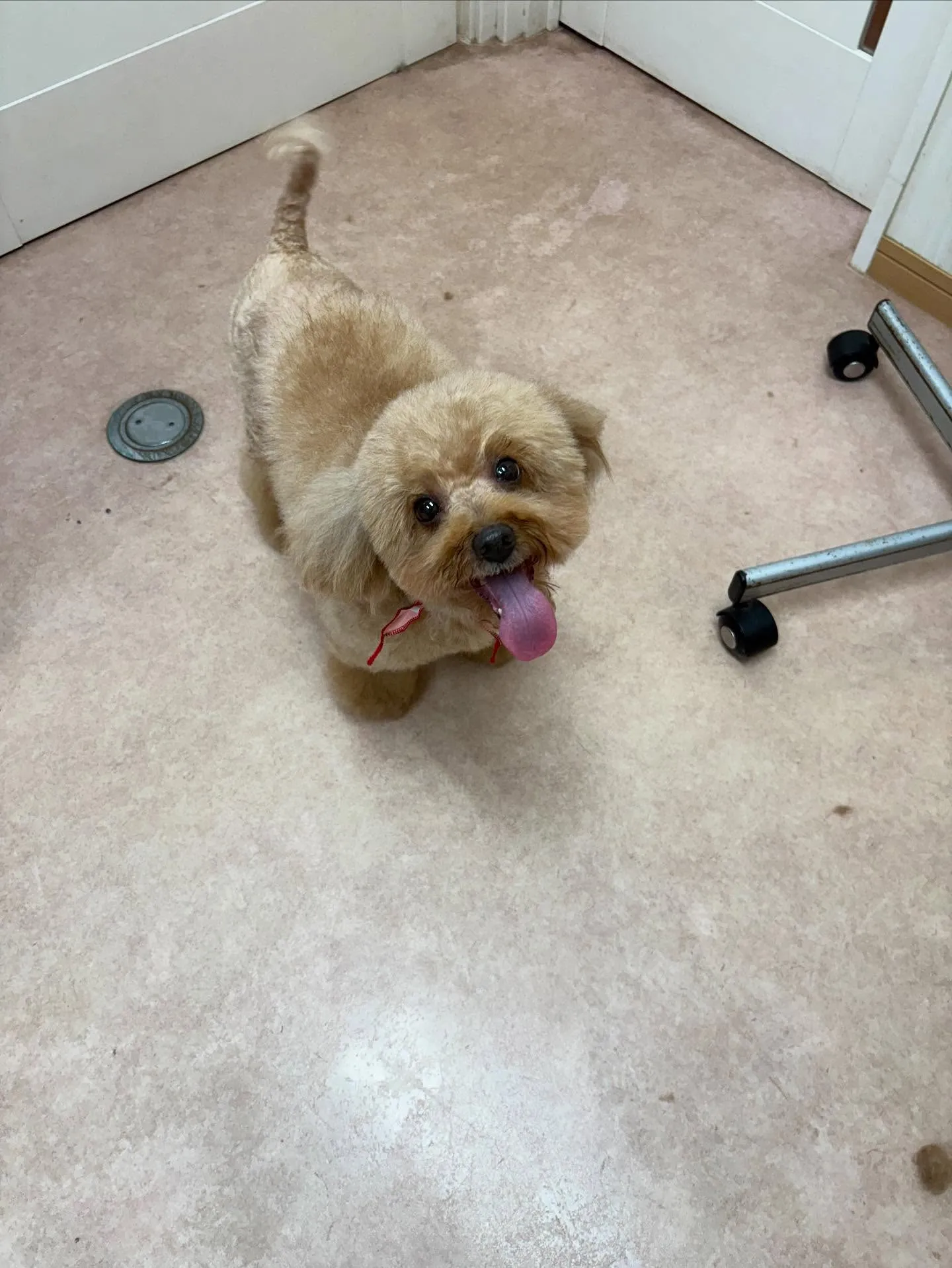 犬のトリミング✂️