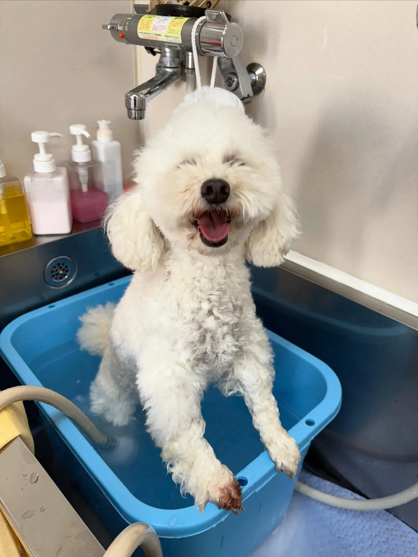 犬のトリミング✂️