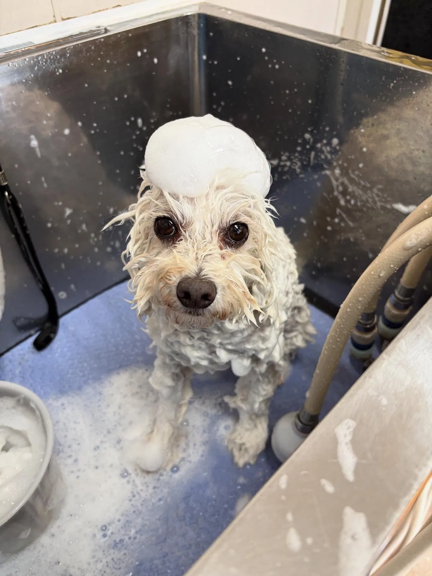 犬のトリミング✂️