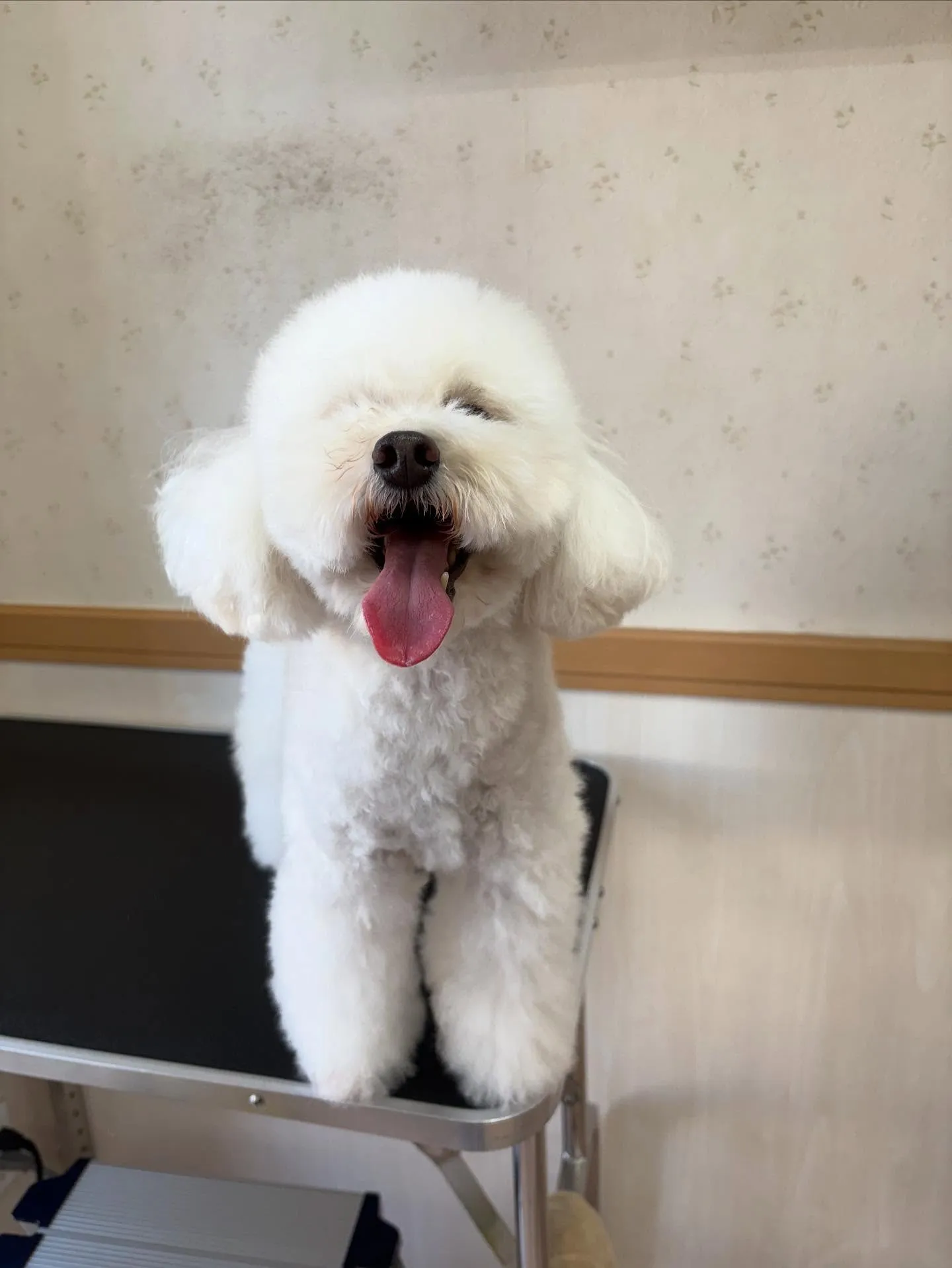 犬のトリミング✂️