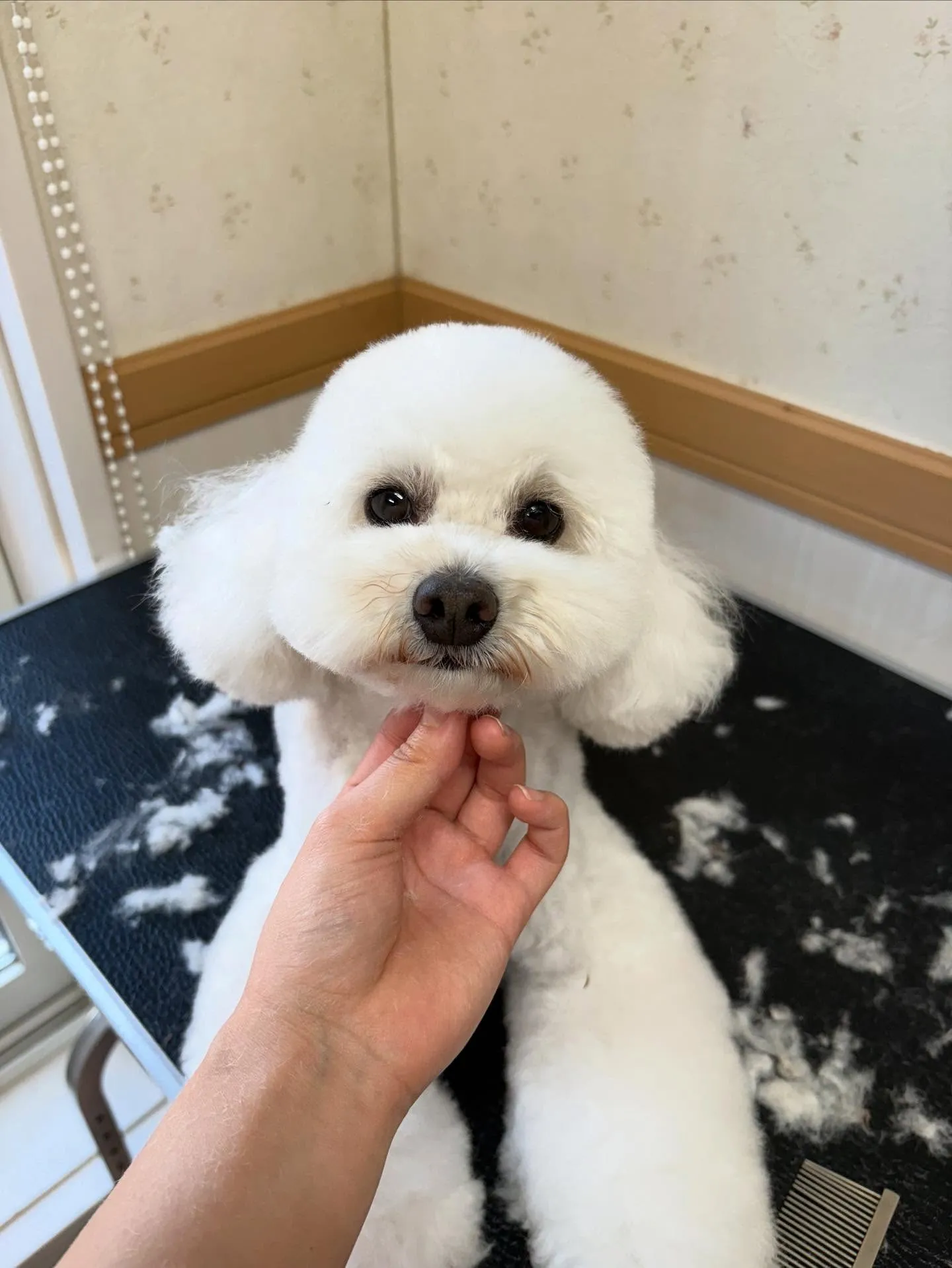犬のトリミング✂️