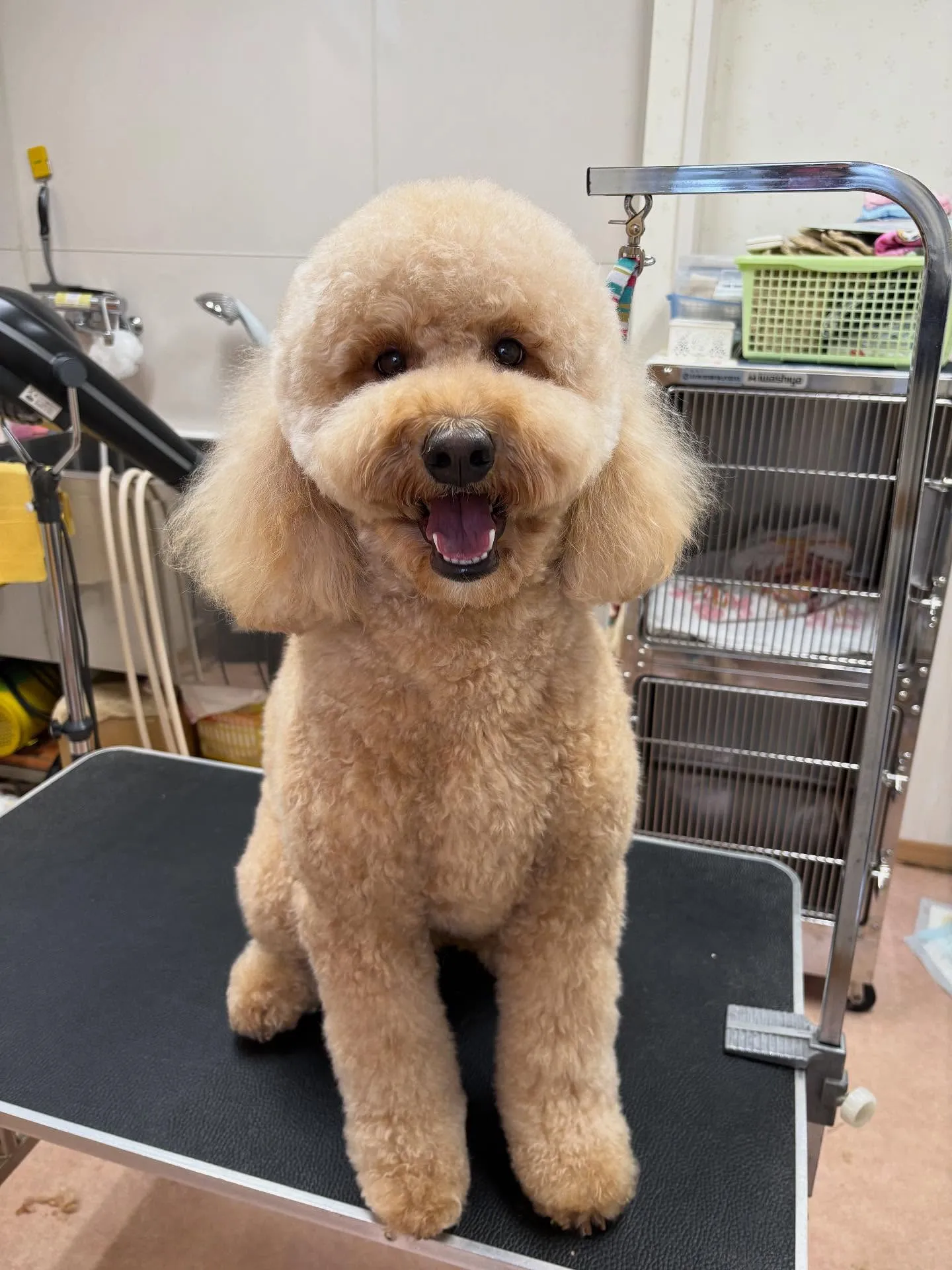 犬のシャンプー🫧