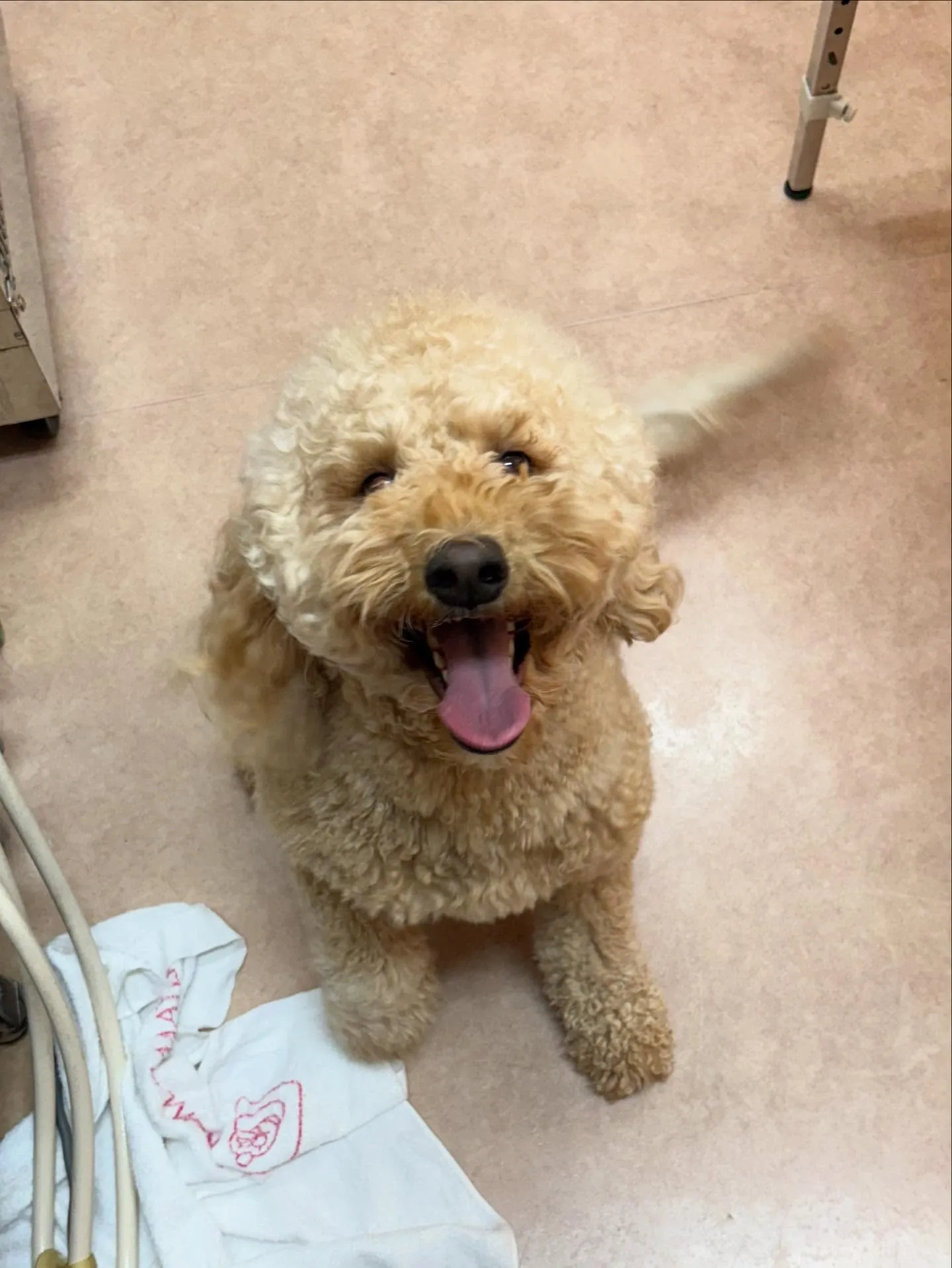 犬のシャンプー🫧