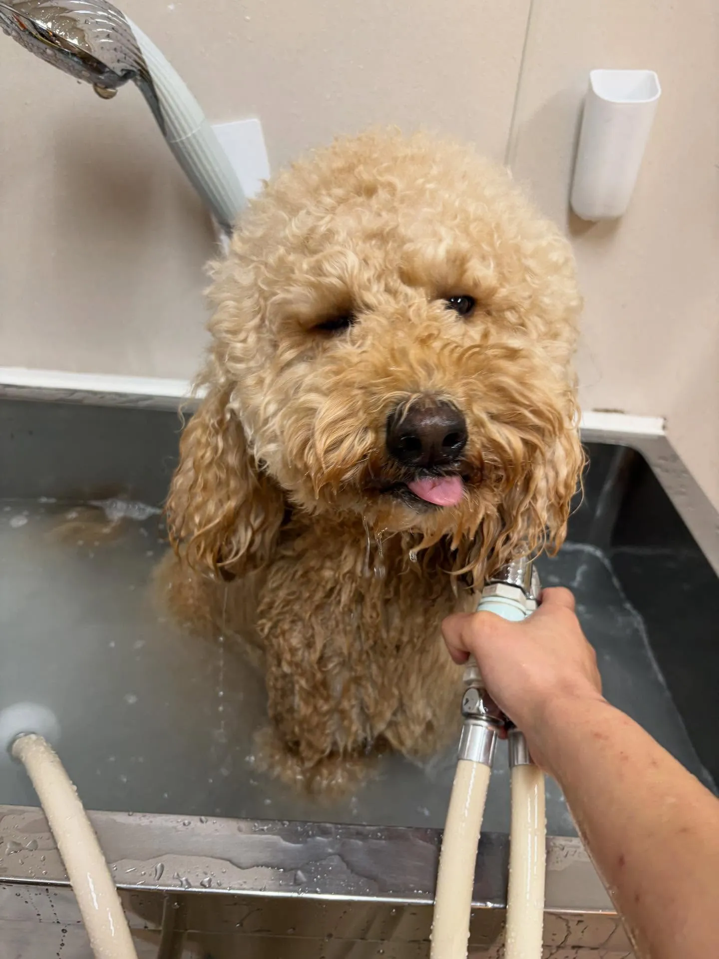 犬のシャンプー🫧
