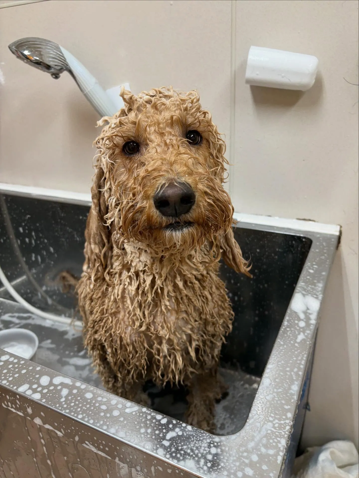 犬のシャンプー🫧