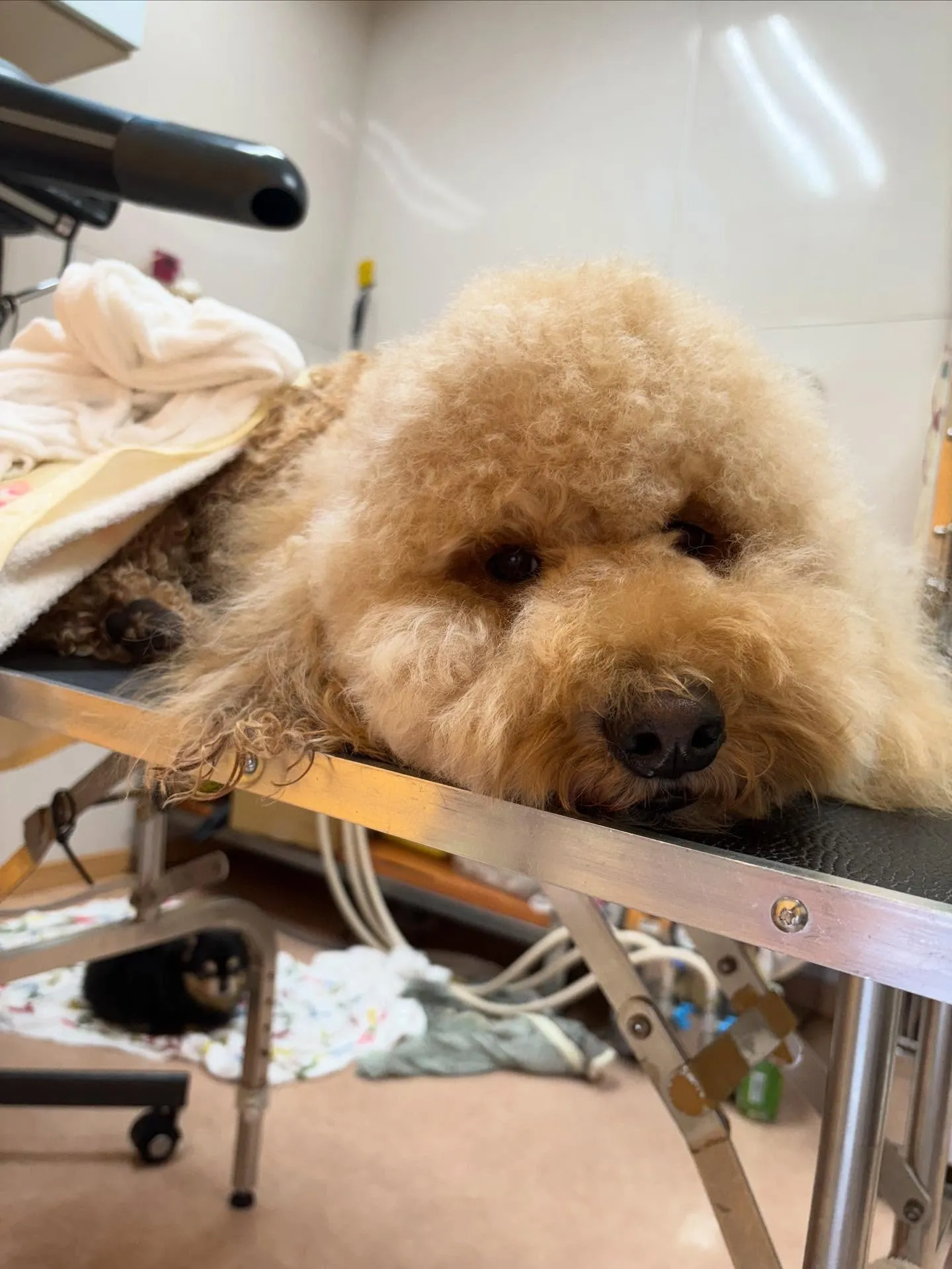 犬のシャンプー🫧