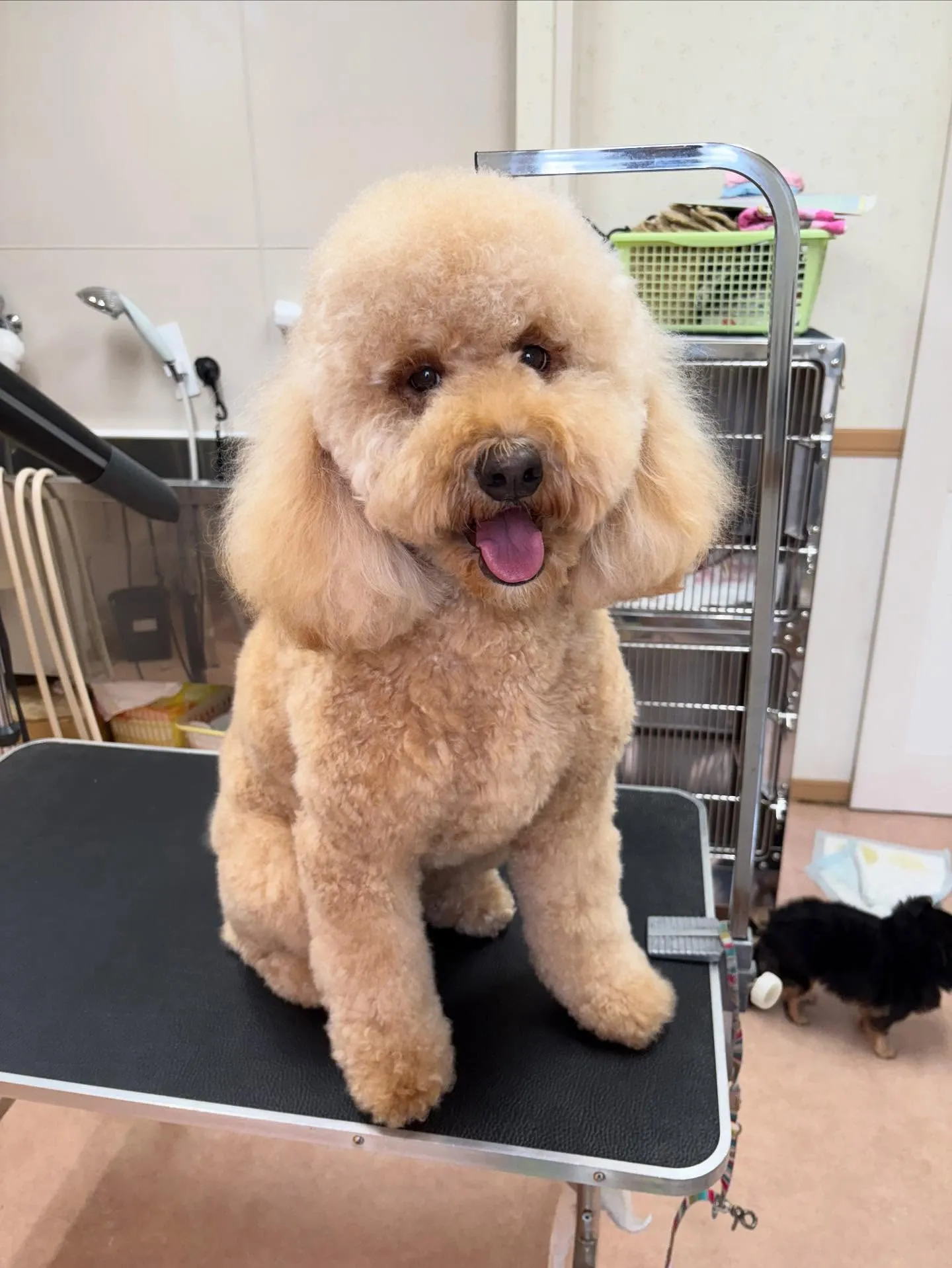 犬のシャンプー🫧