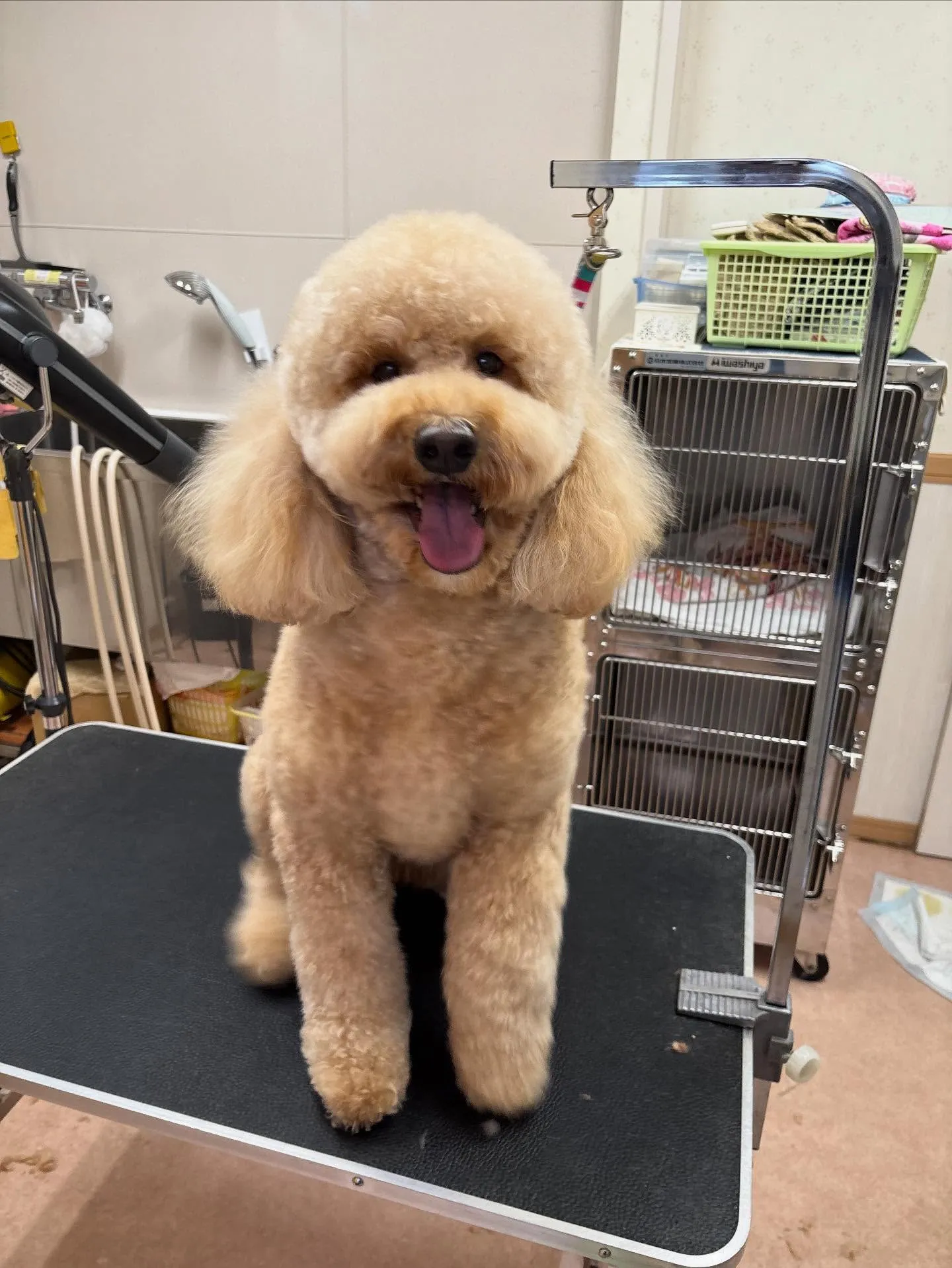 犬のシャンプー🫧