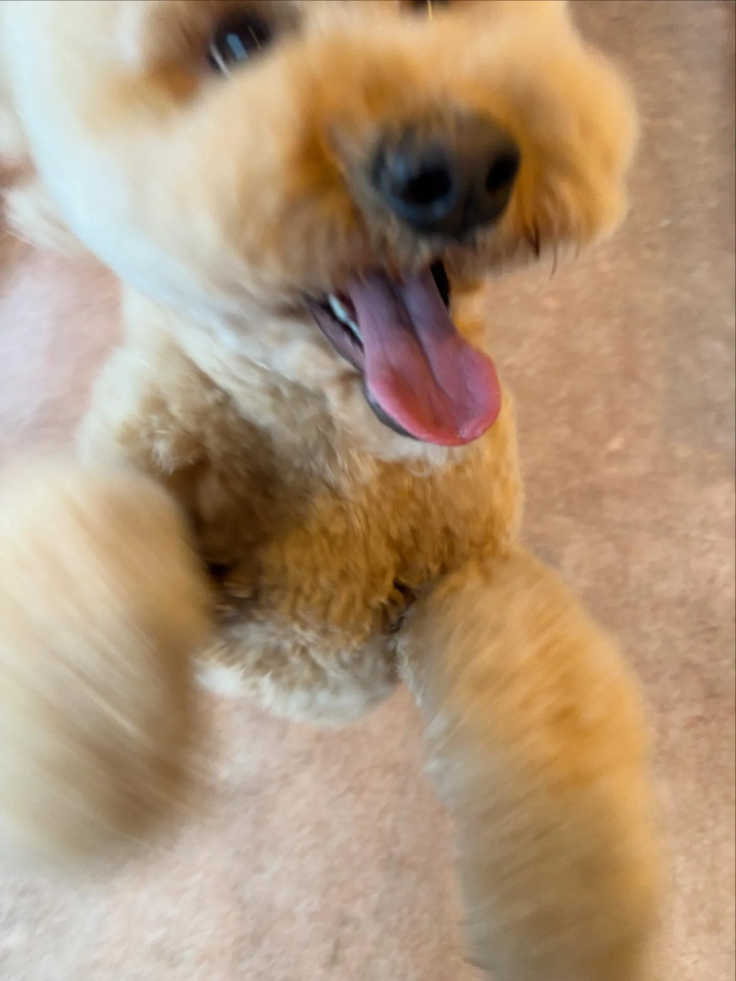 犬のシャンプー🫧