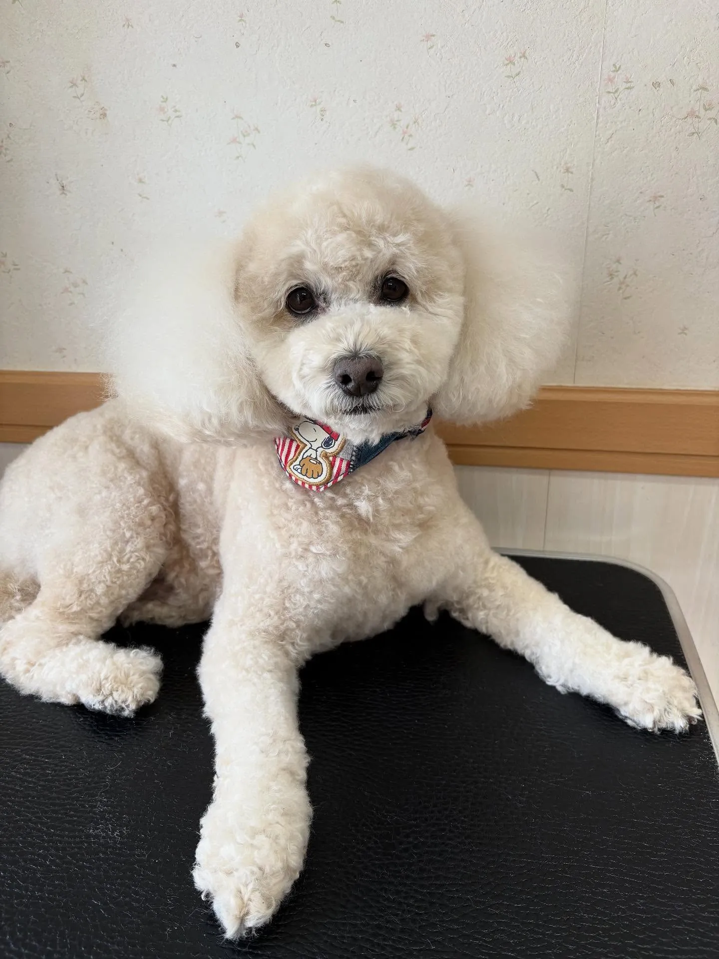 犬のシャンプー🫧