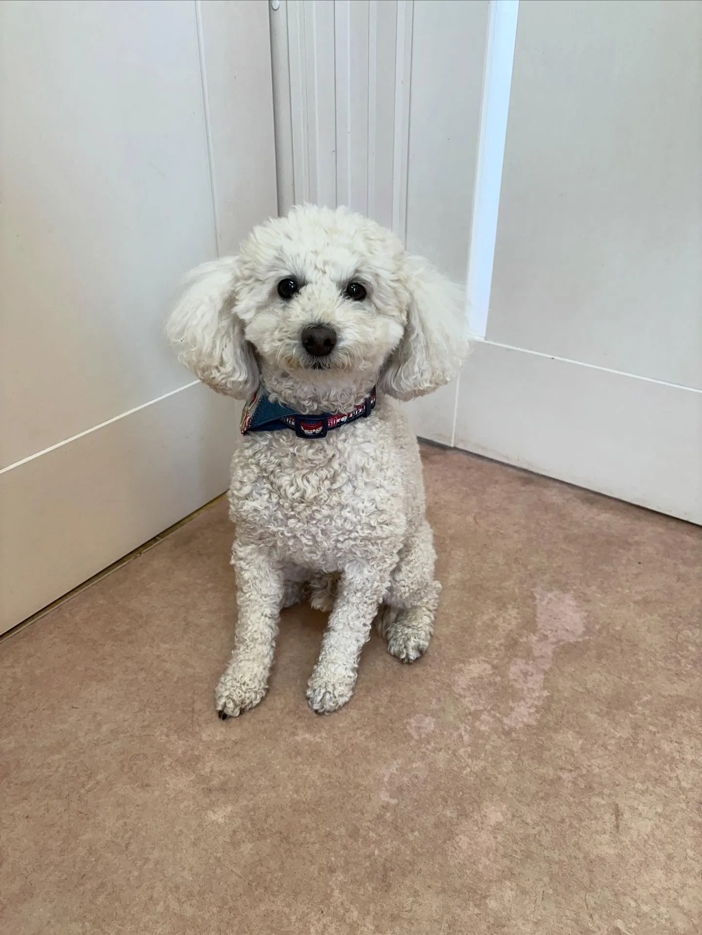 犬のシャンプー🫧