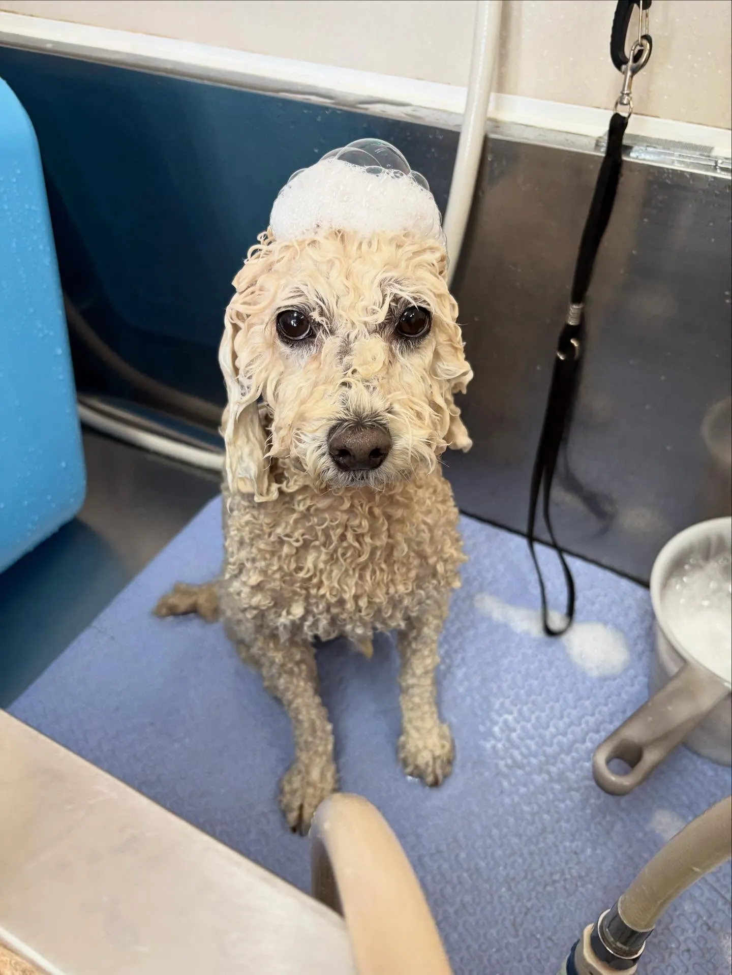 犬のシャンプー🫧