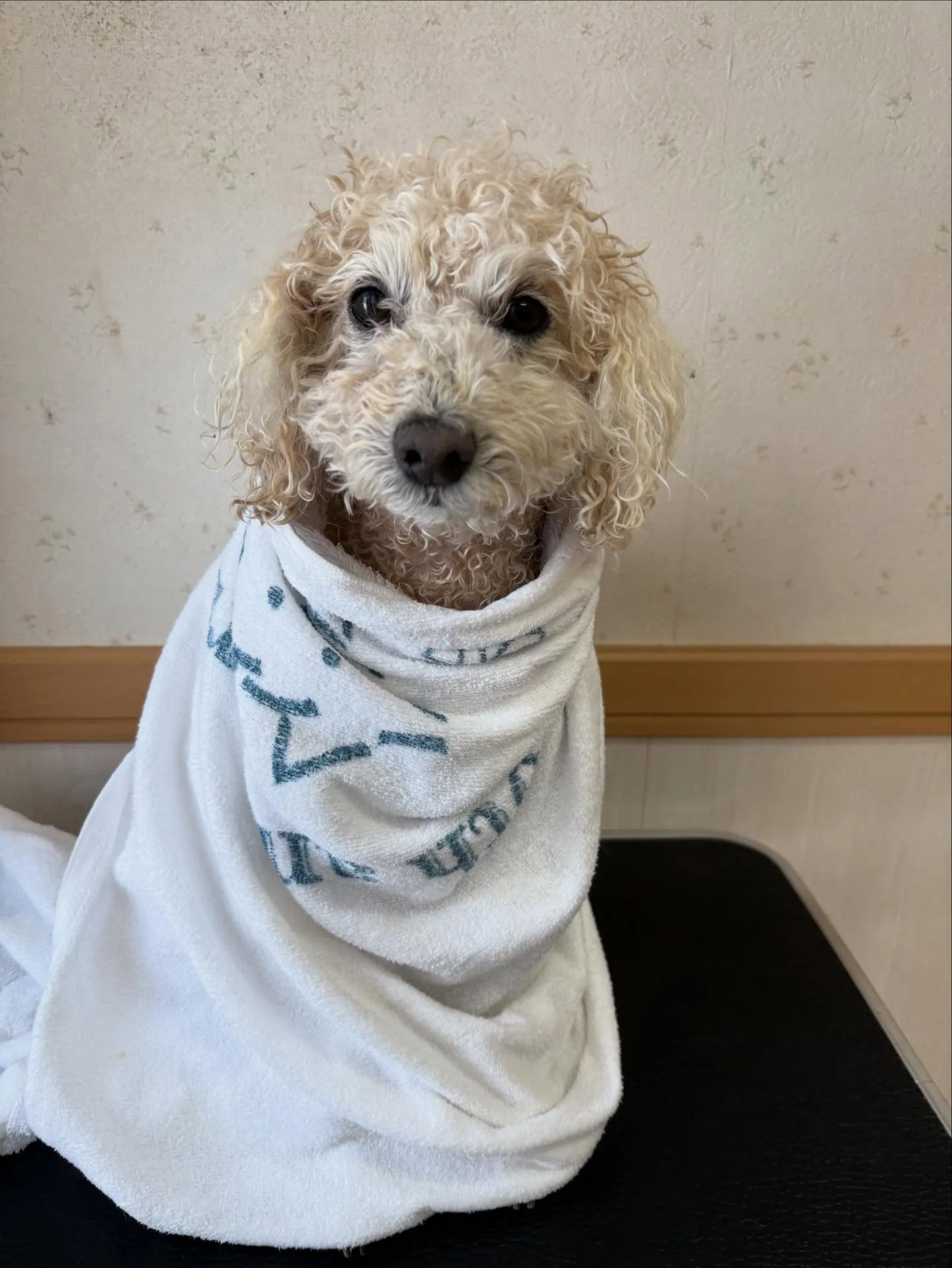 犬のシャンプー🫧