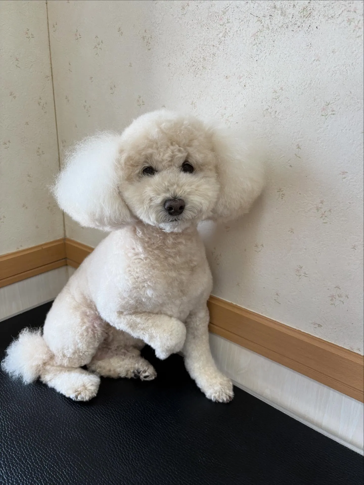 犬のシャンプー🫧