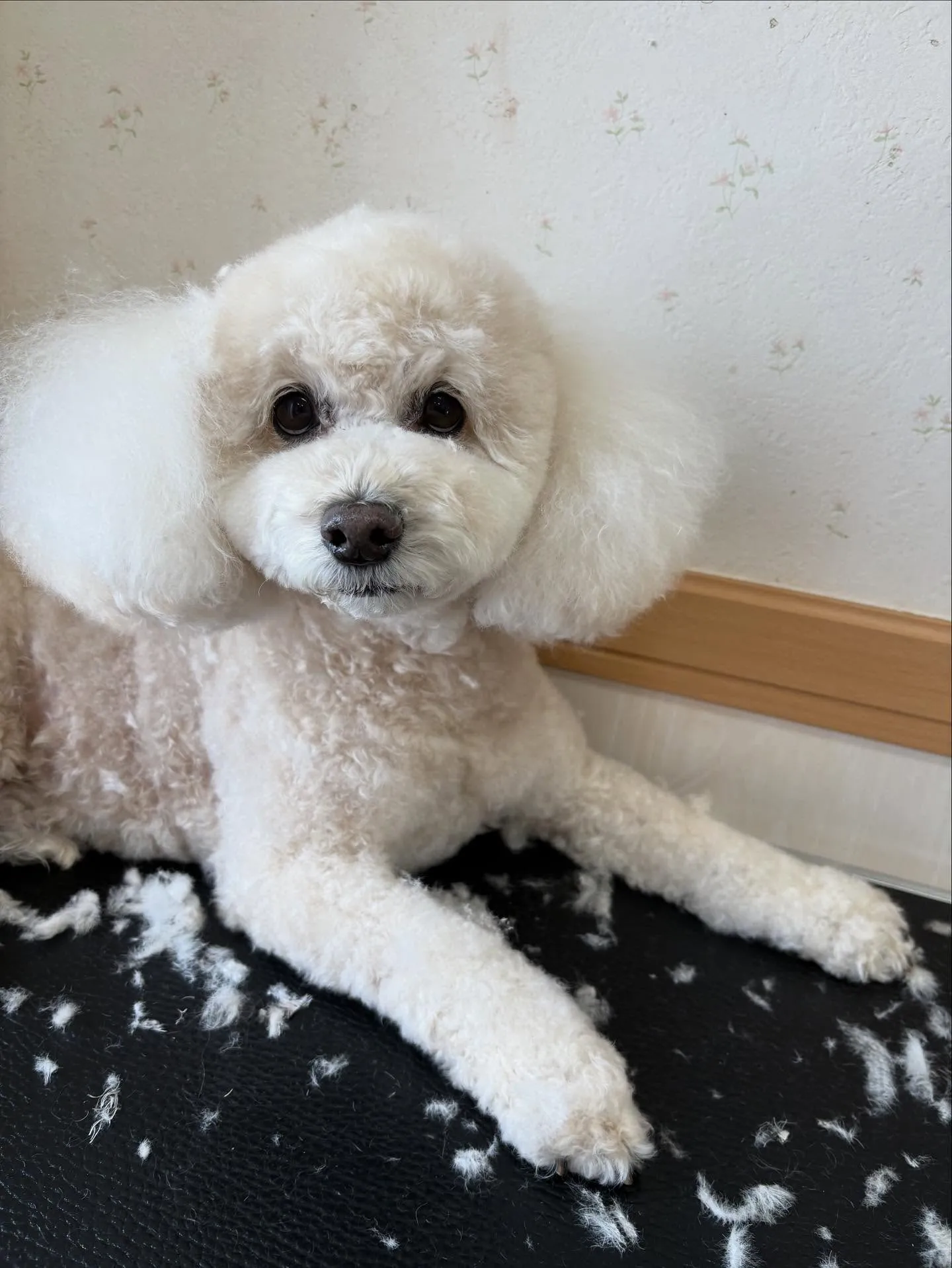 犬のシャンプー🫧