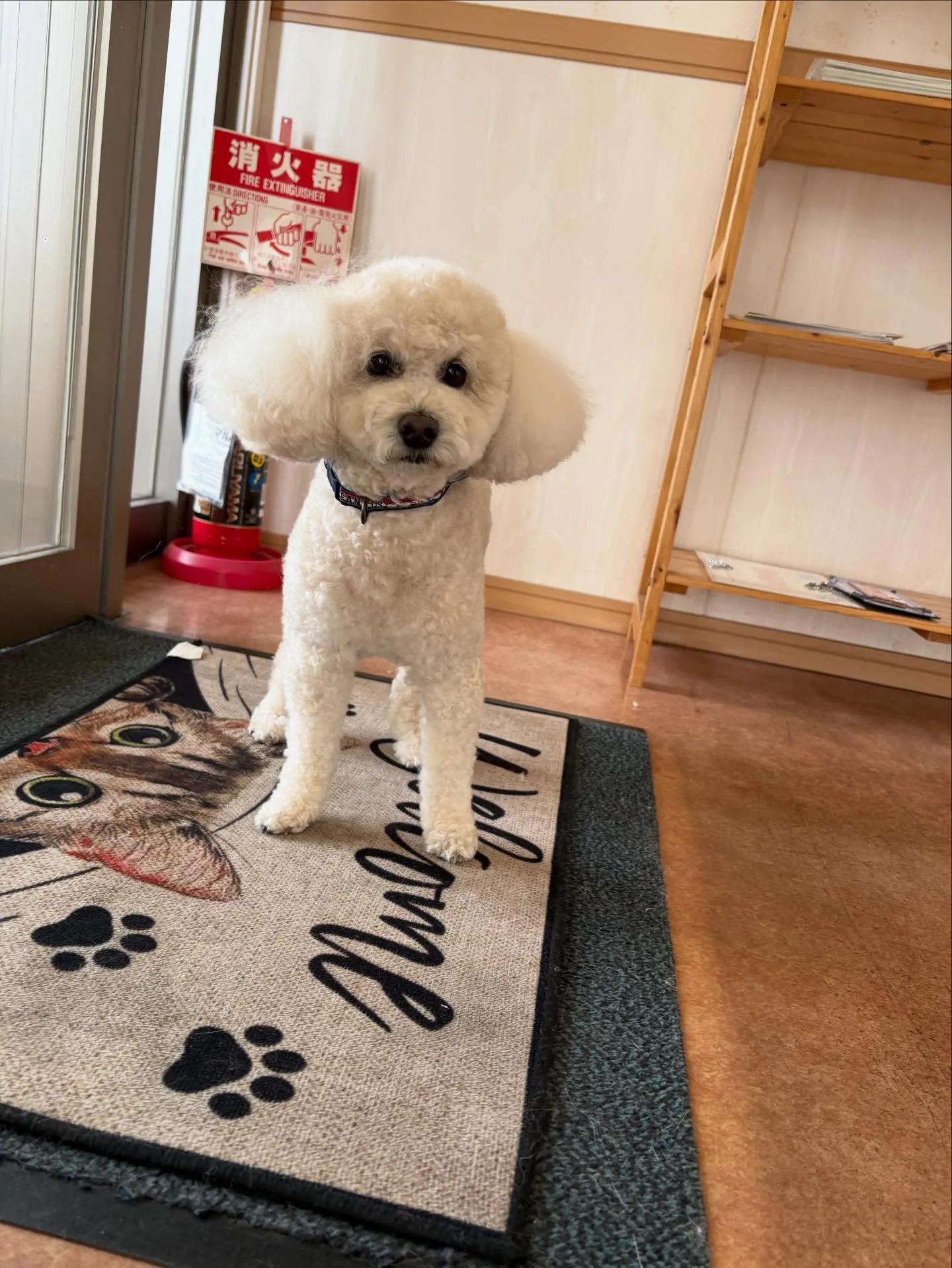 犬のシャンプー🫧