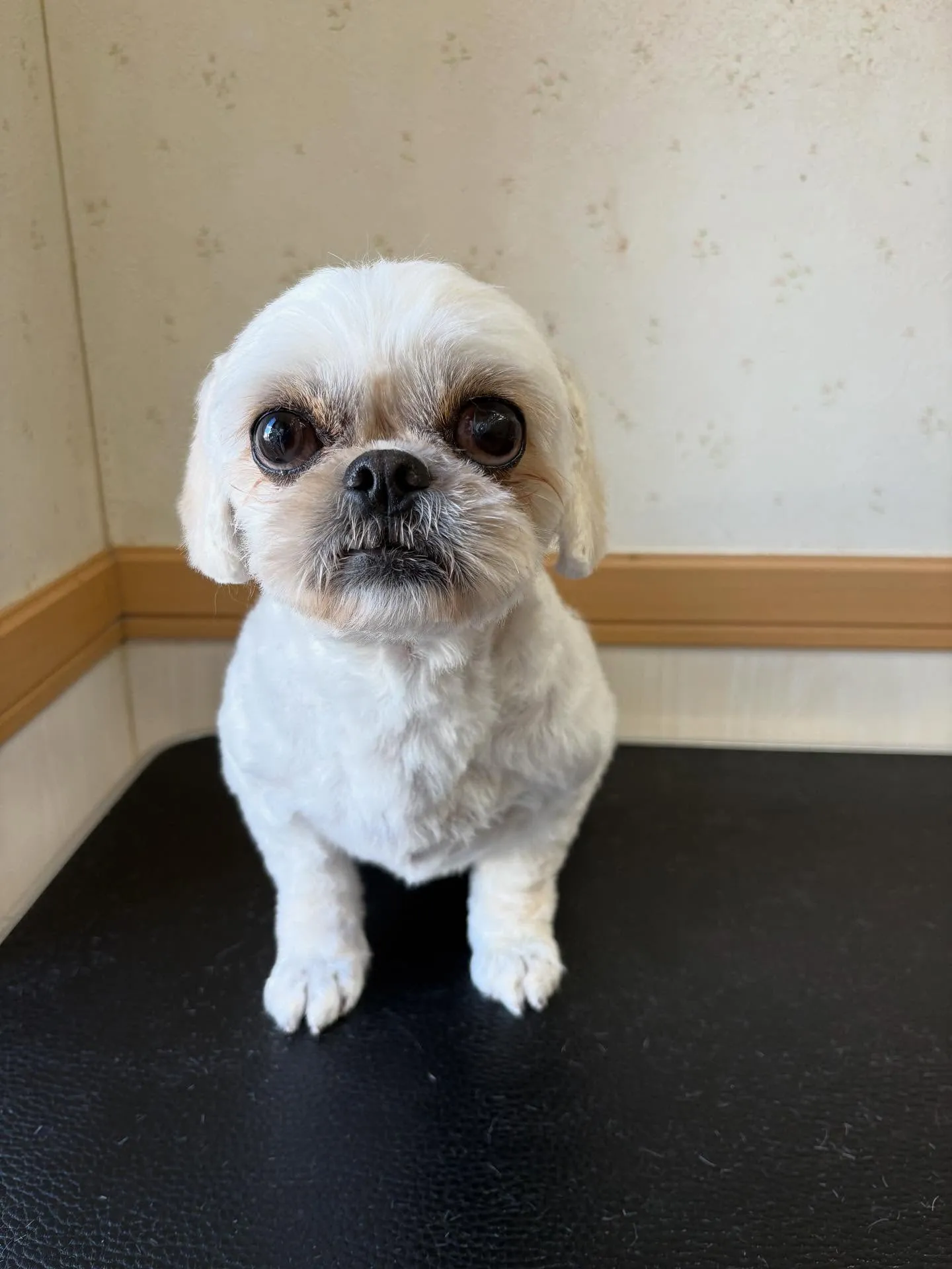 犬のトリミング✂️