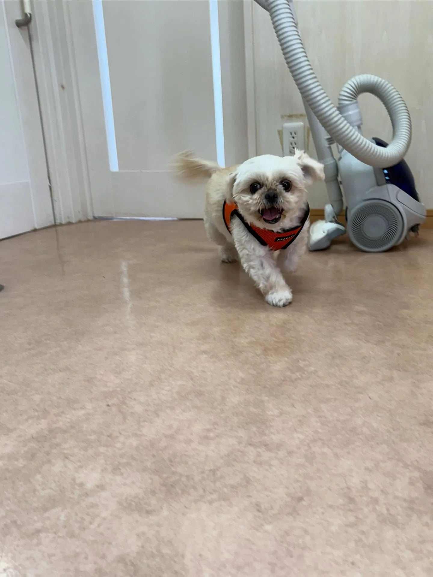 犬のトリミング✂️