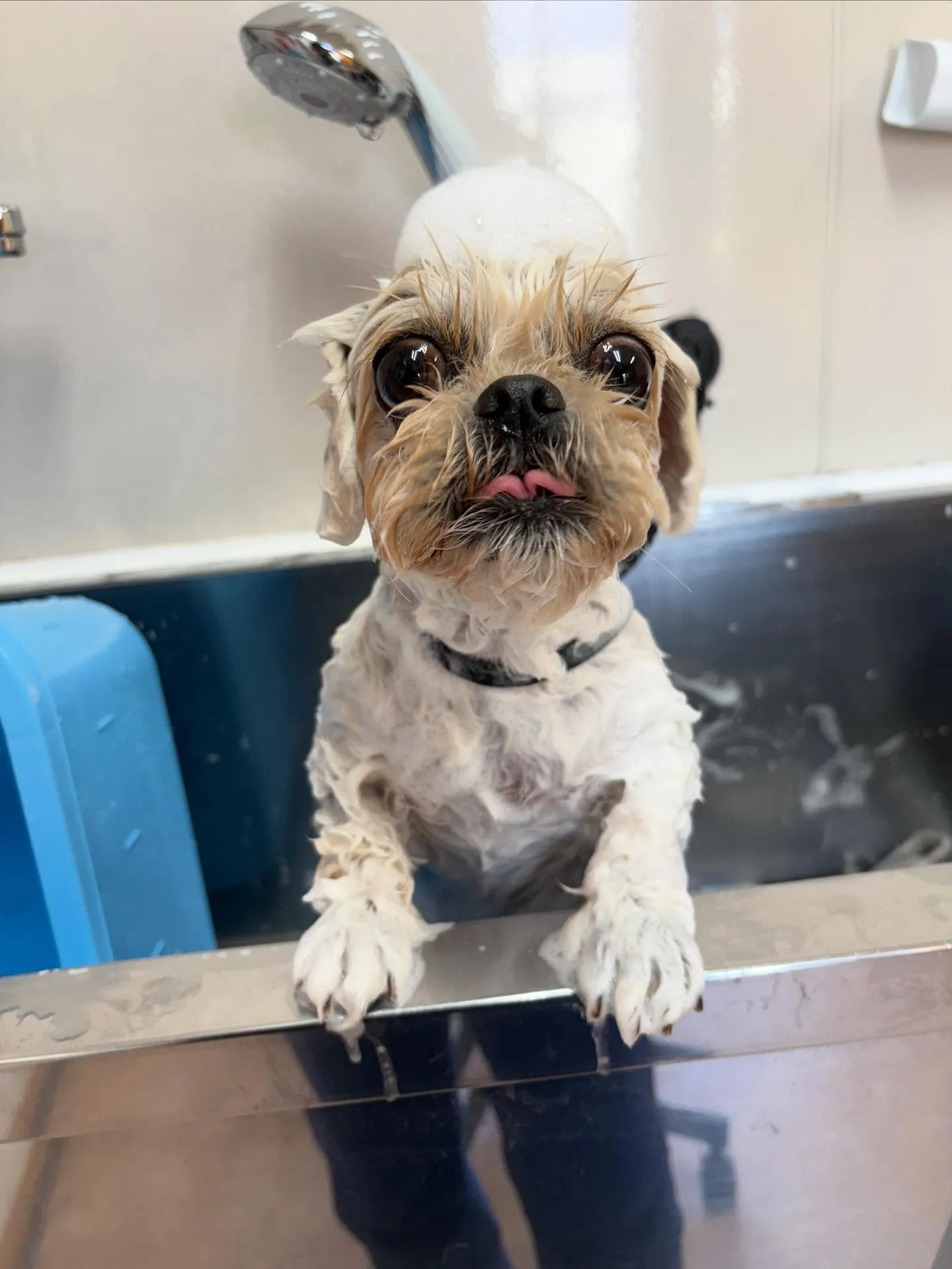 犬のトリミング✂️