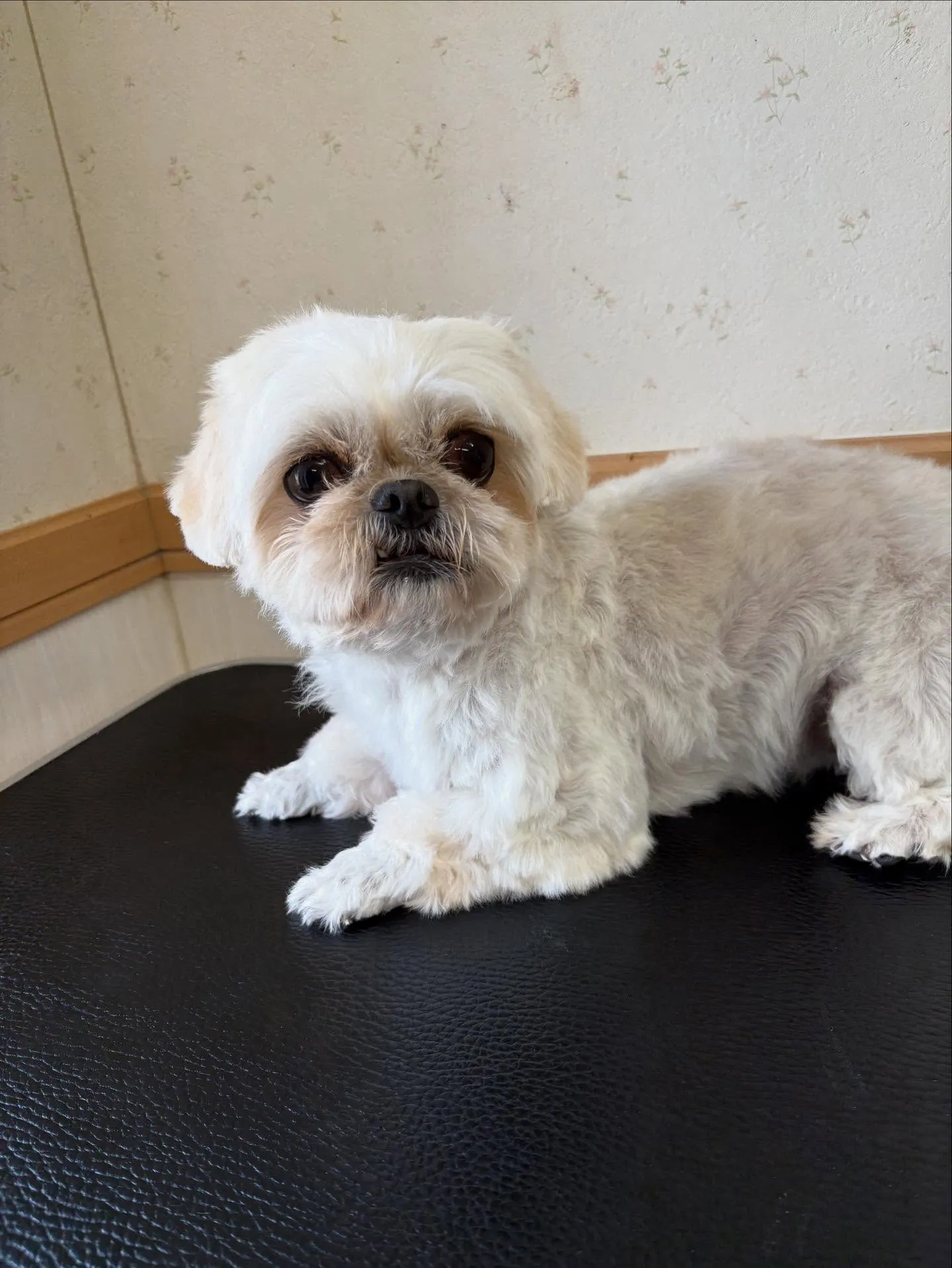 犬のトリミング✂️