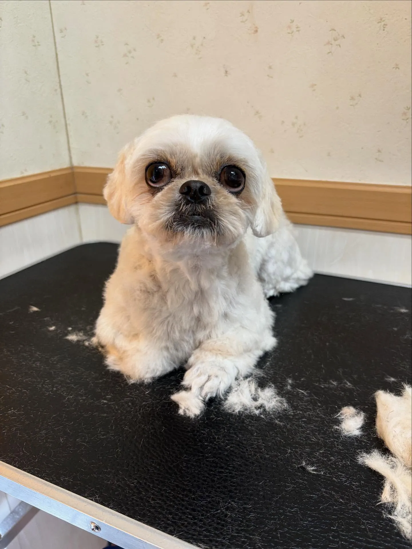 犬のトリミング✂️