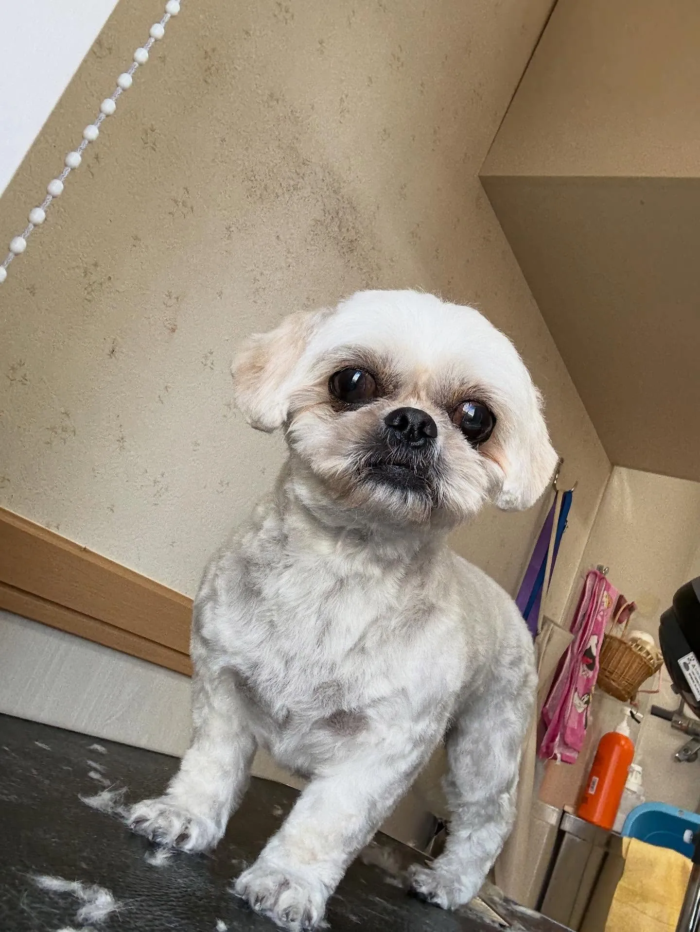 犬のトリミング✂️