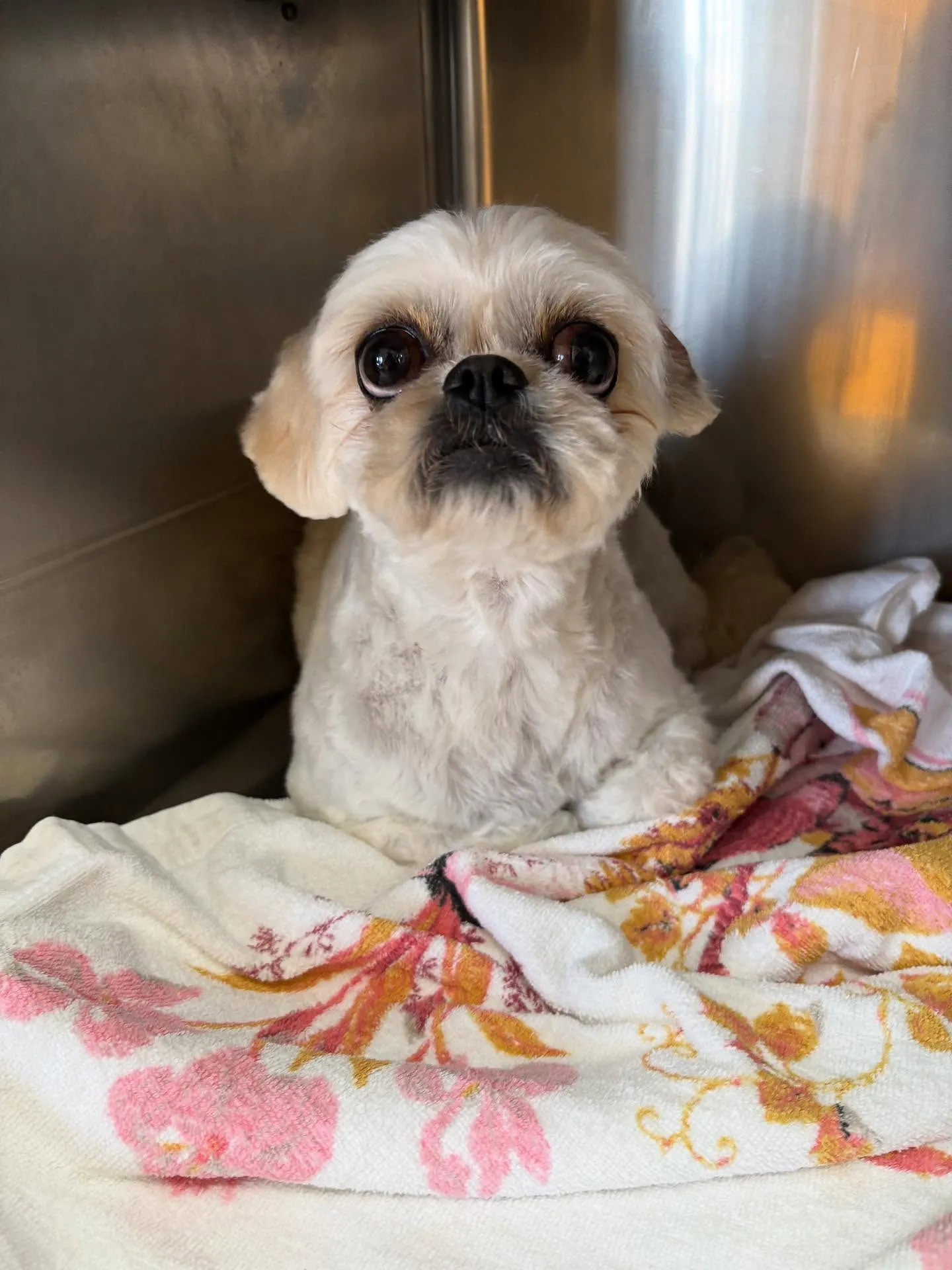 犬のトリミング✂️