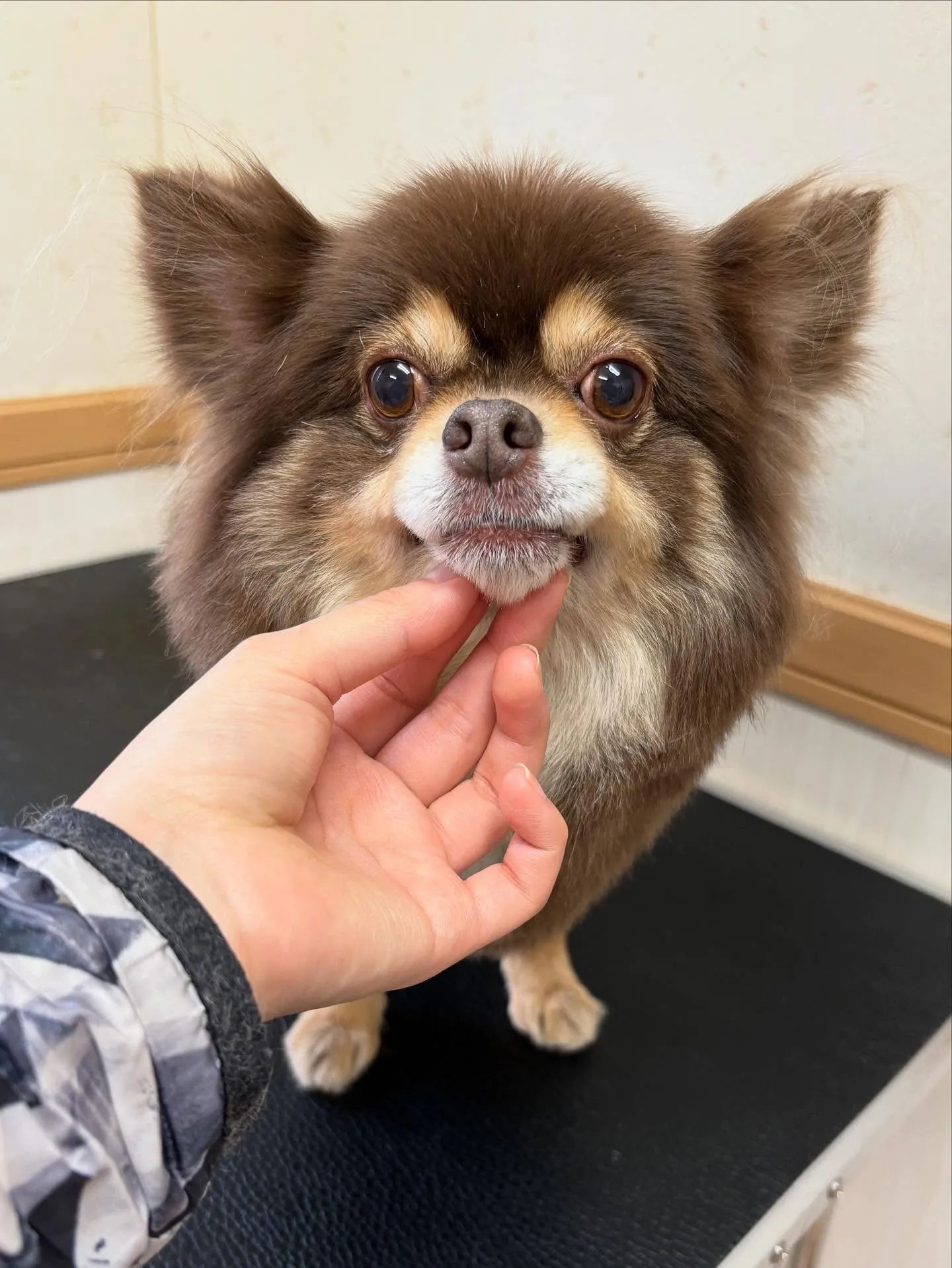 犬のトリミング✂️