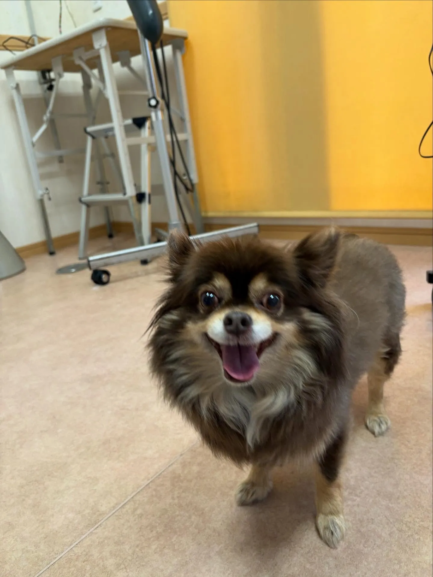 犬のトリミング✂️