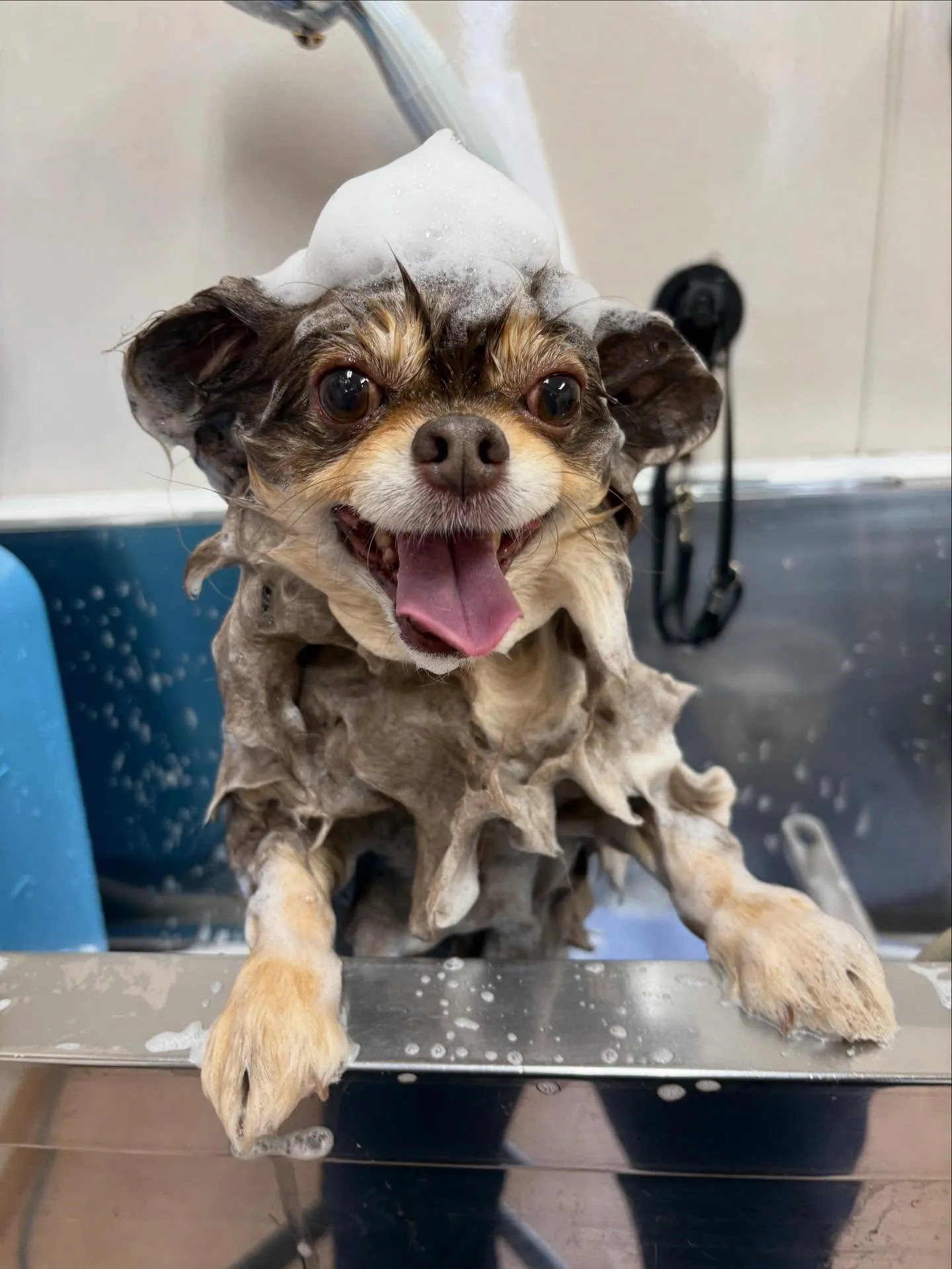 犬のトリミング✂️