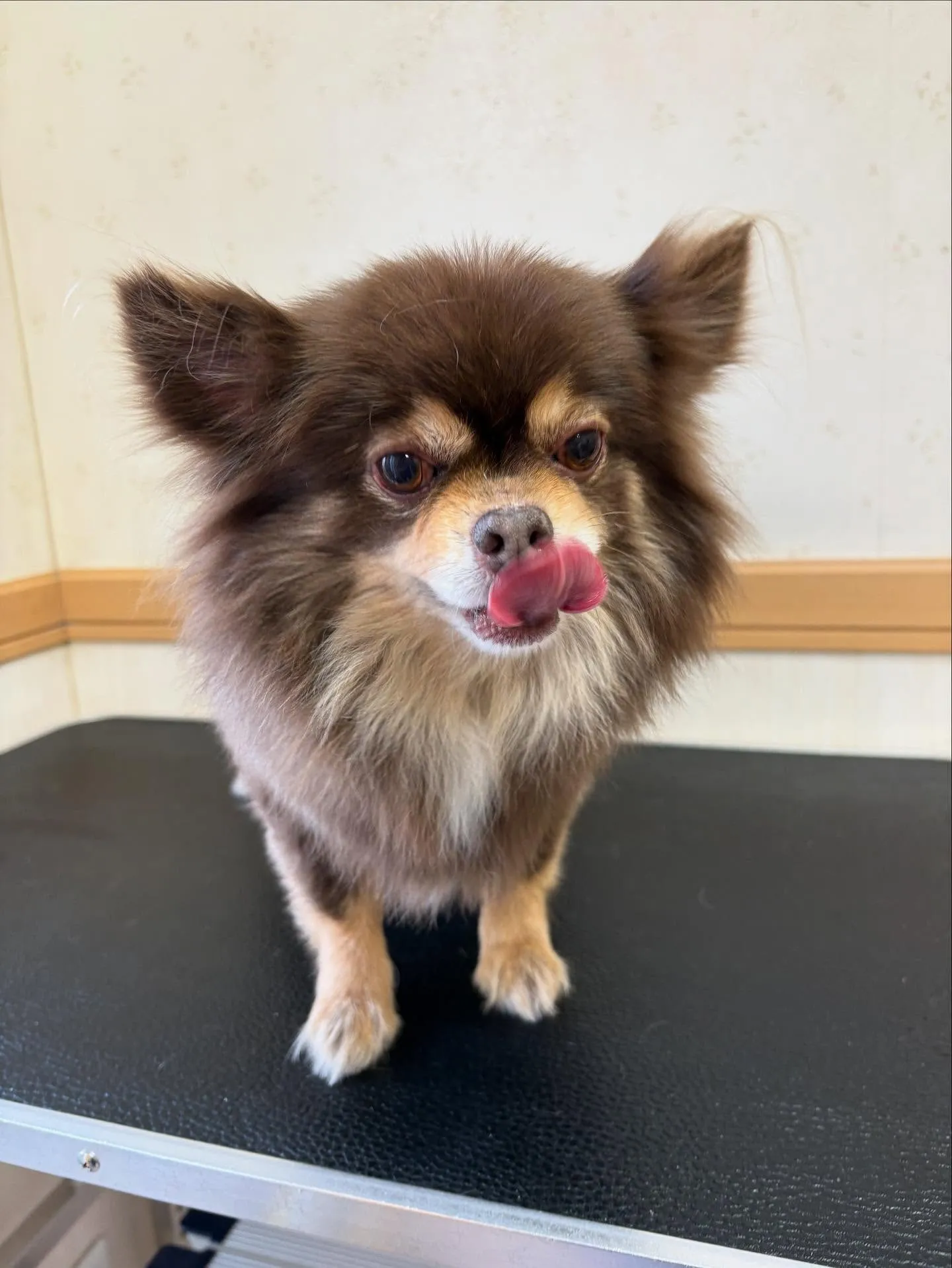 犬のトリミング✂️