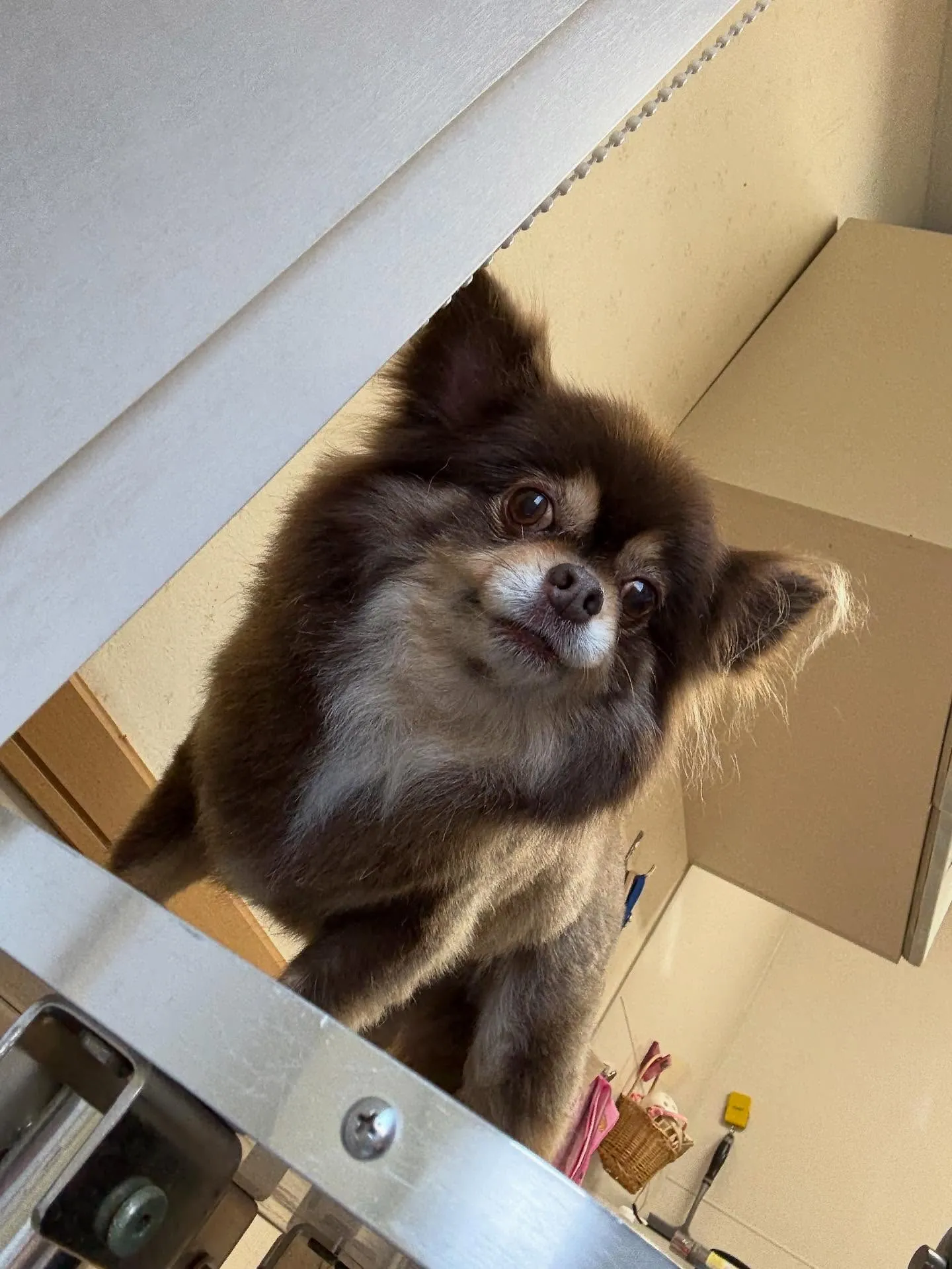 犬のトリミング✂️