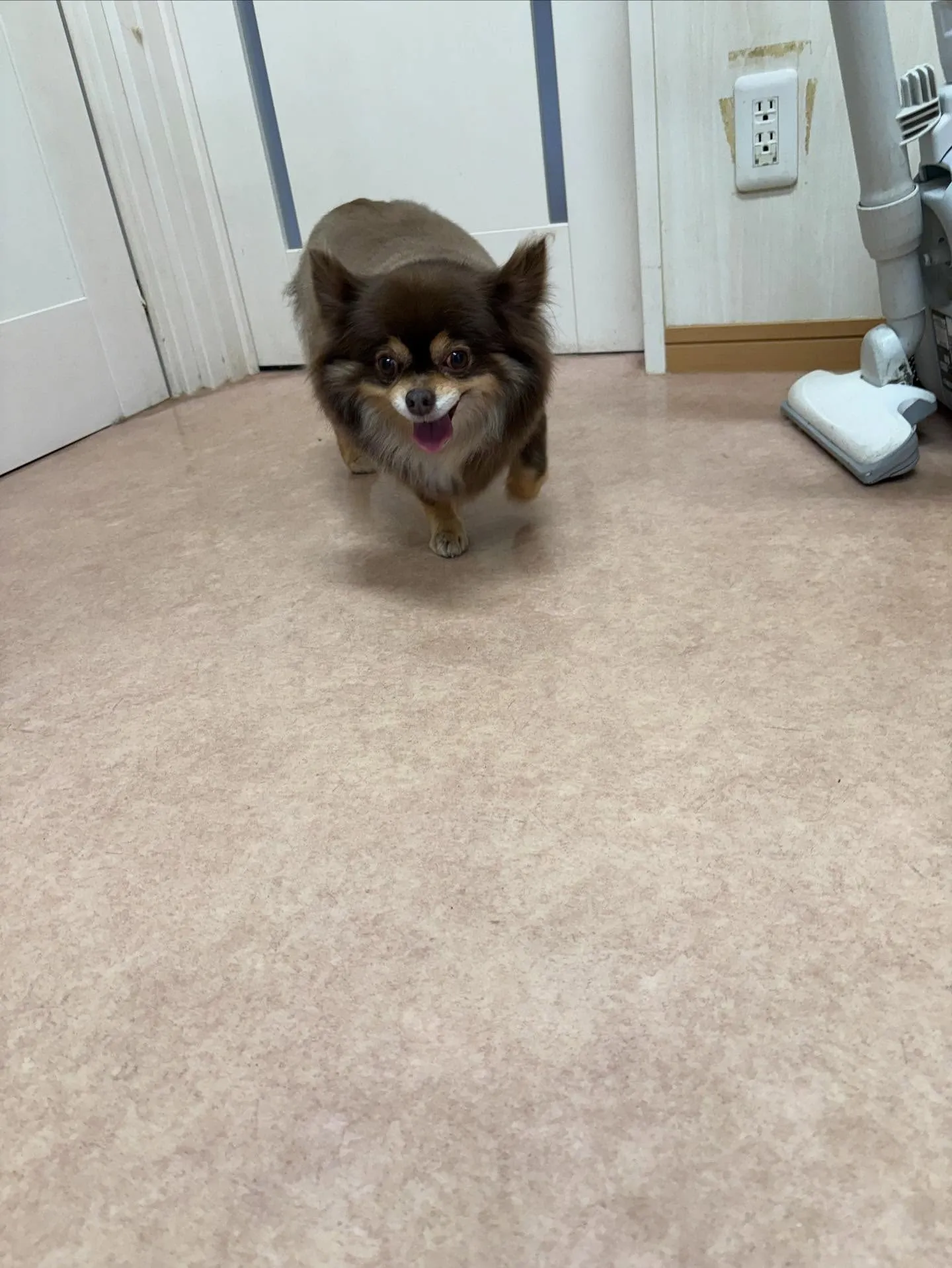 犬のトリミング✂️