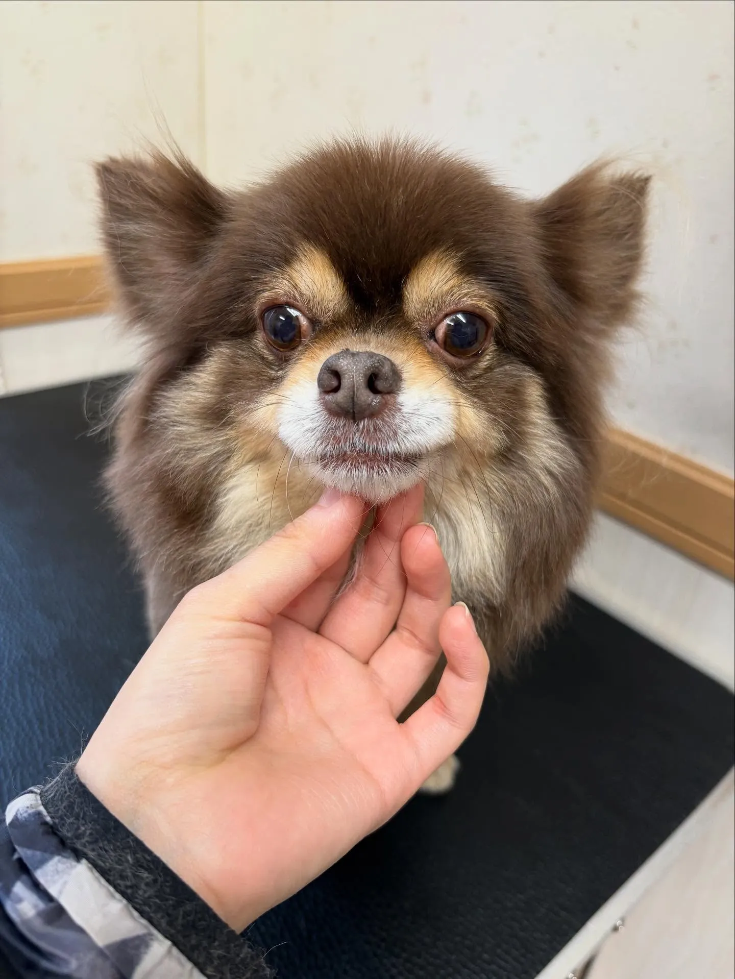 犬のトリミング✂️