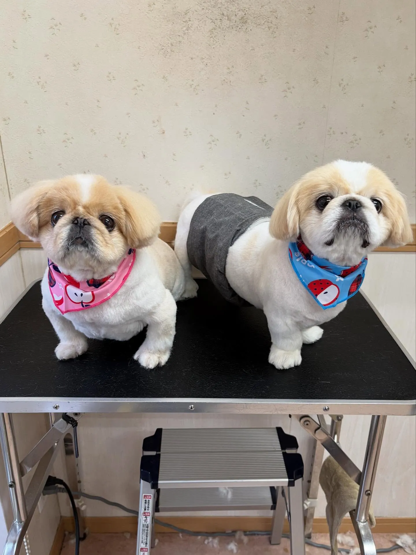 犬のトリミング✂️