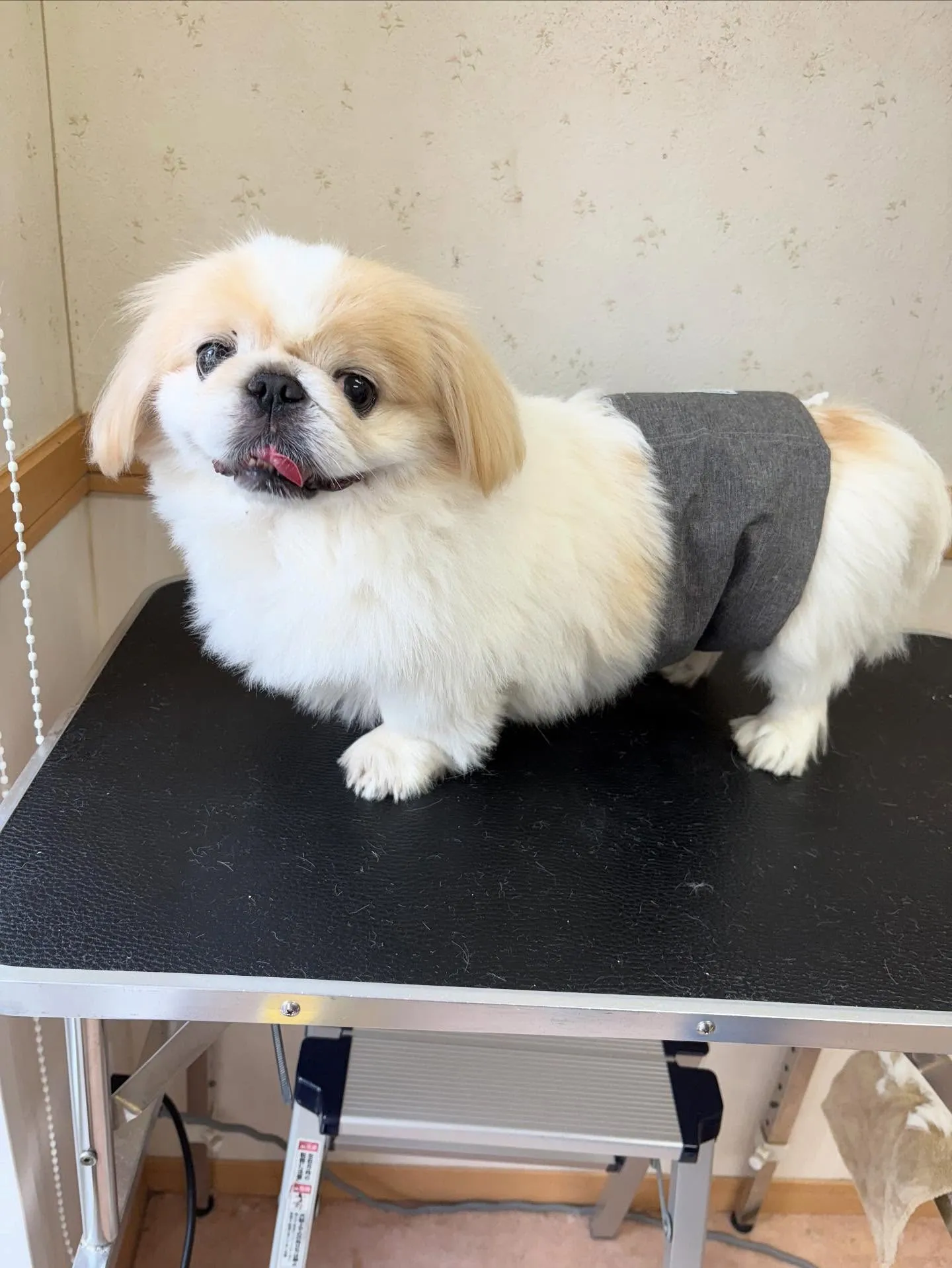 犬のトリミング✂️